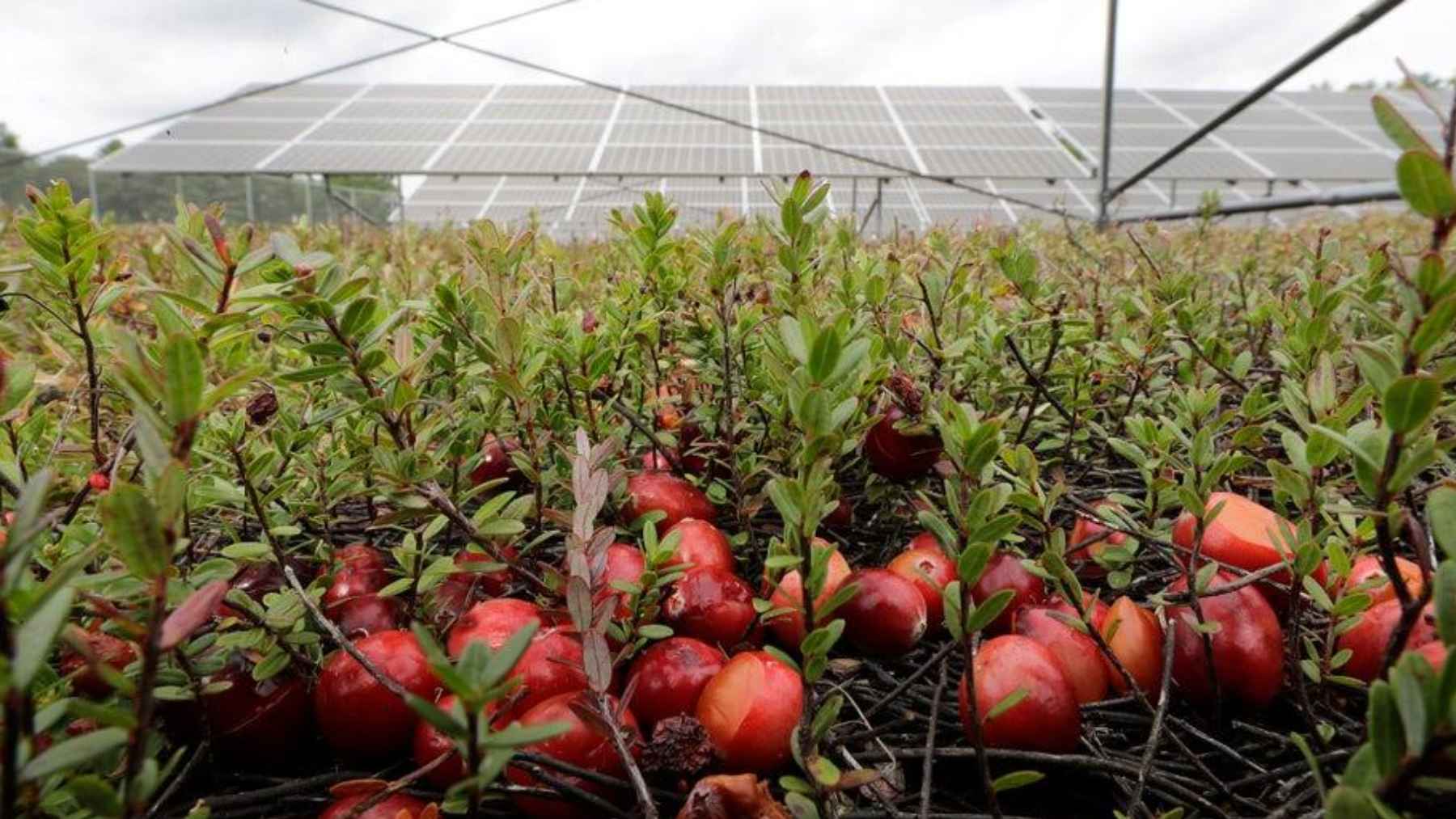 Ripe cranberries growing beneath elevated solar panels in Massachusetts.