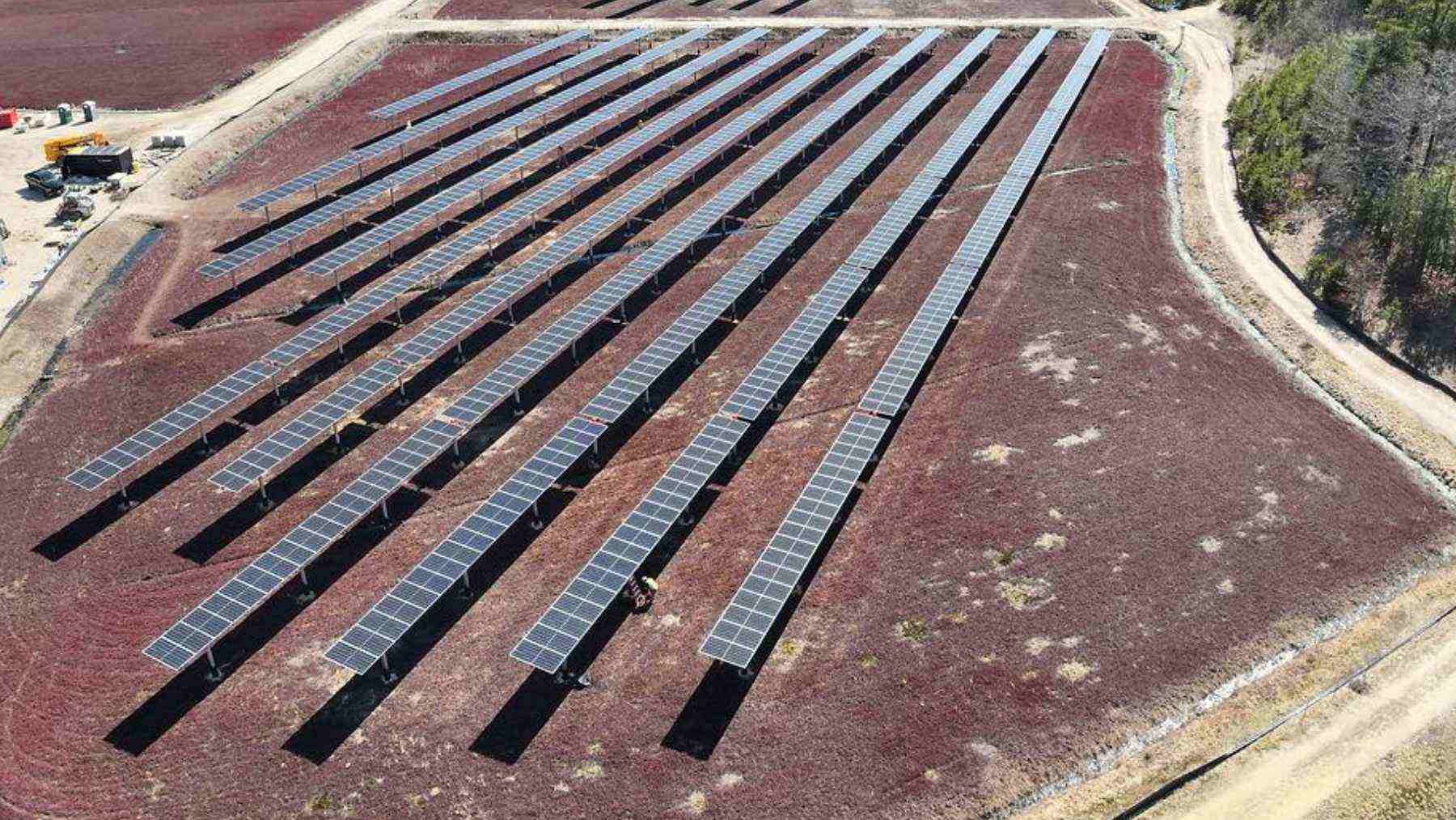 Rows of solar panels rise above a Massachusetts cranberry bog.