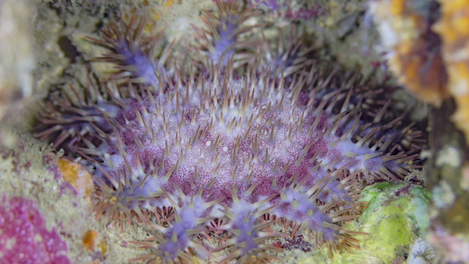 Crown-of-thorns starfish on a coral reef