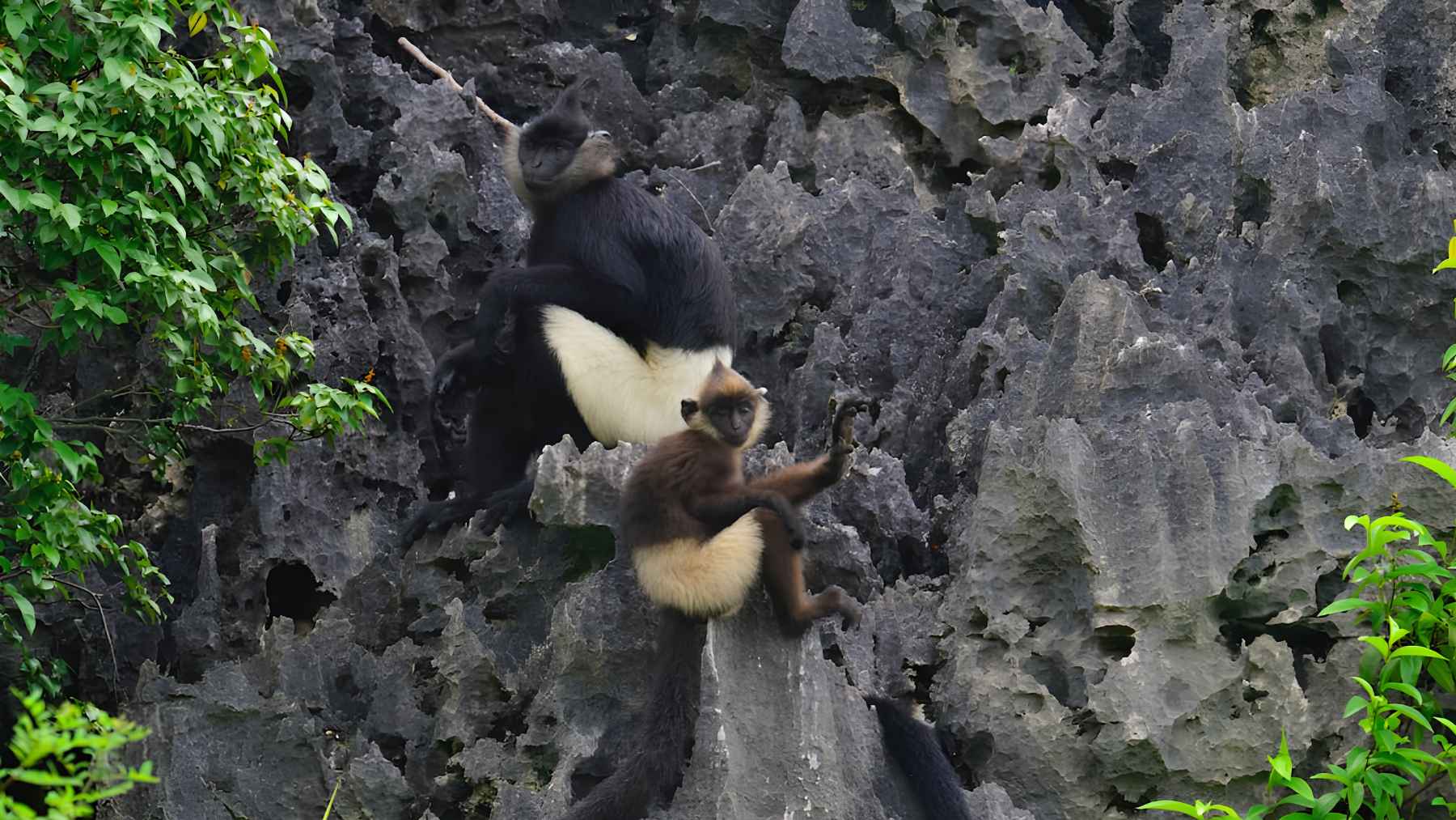 Adult Delacour's langur and young langur among limestone cliffs in northern Vietnam.