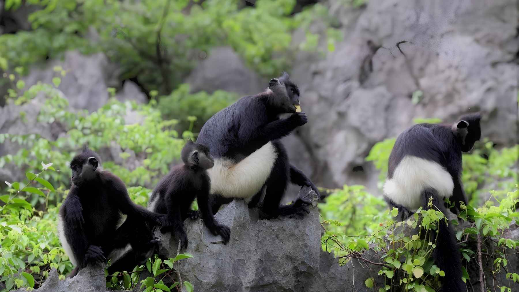 Group of Delacour's langurs resting among limestone rocks and vegetation in northern Vietnam.
