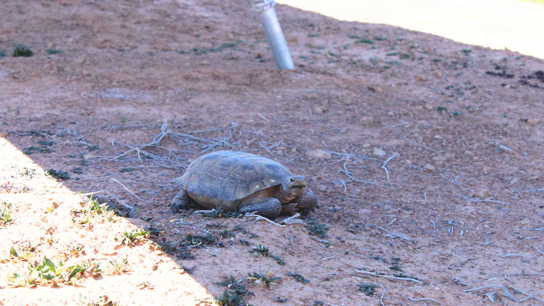 Close view of a desert tortoise resting in the shade at the Gemini Solar Project in Nevada.