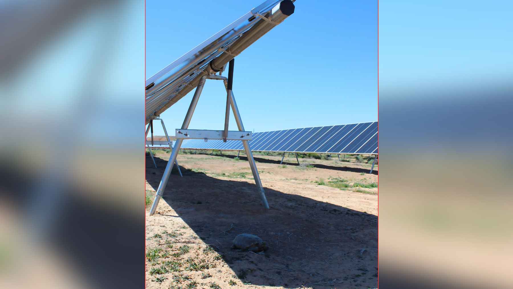Desert tortoise resting in the shade beneath solar panels at the Gemini Solar Project in Nevada.