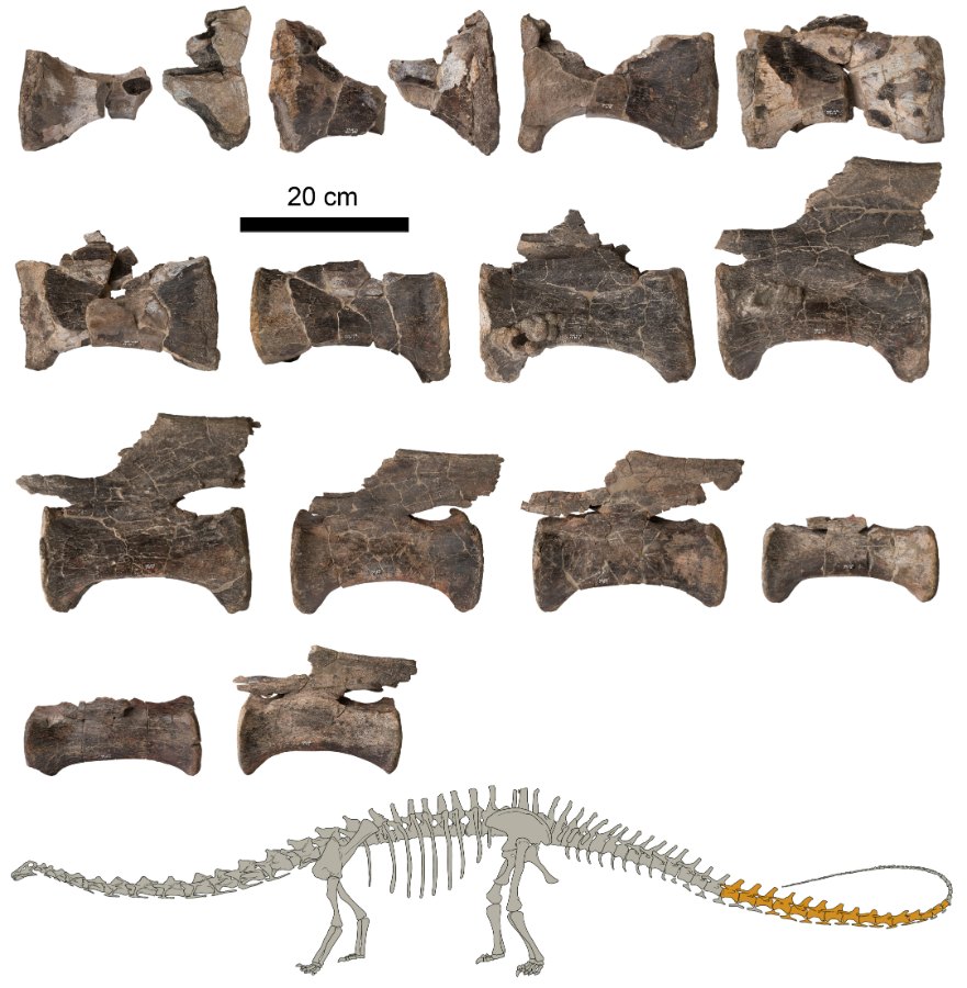 The Diplodocus tail vertebrae from La Tejería, Teruel, and their position in the skeleton