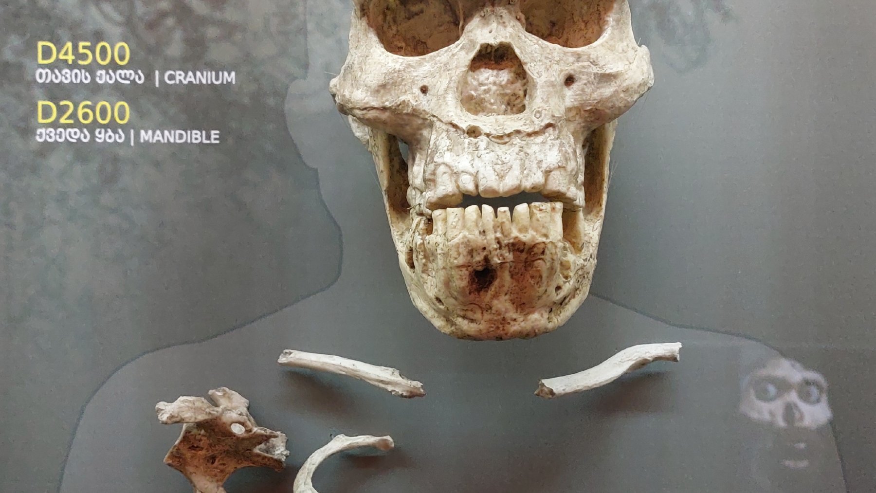 Fossil hominin skull from Dmanisi on display at the National Museum of Georgia