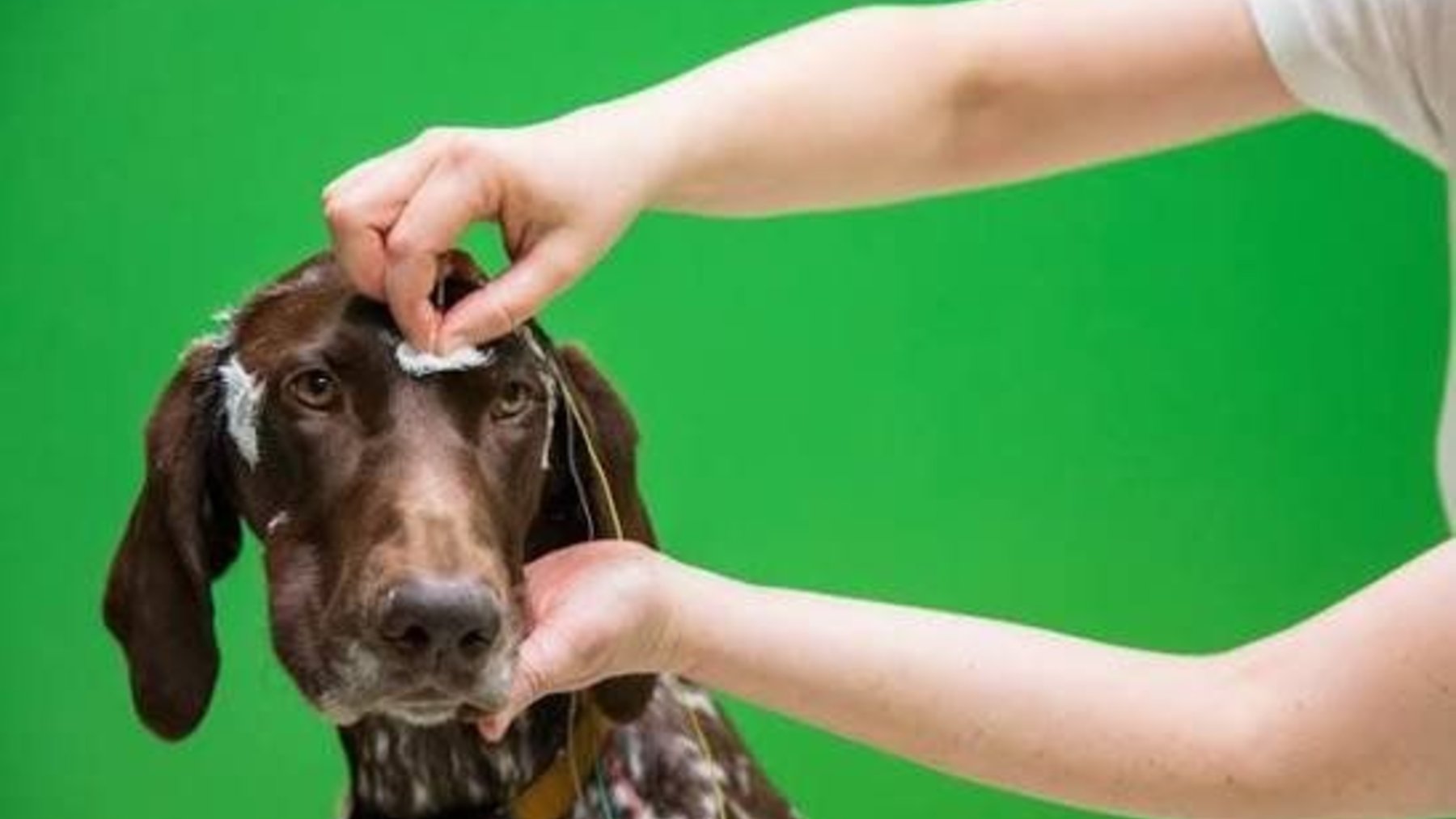 Dog wearing EEG electrodes during a test