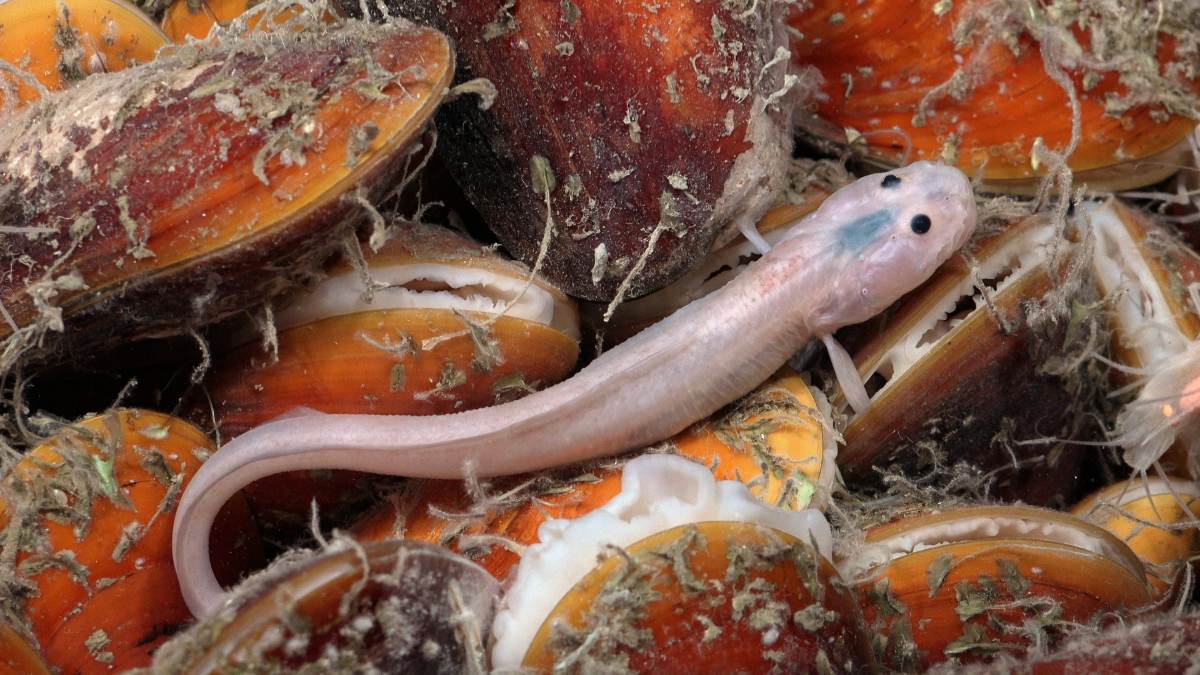 An eelpout resting on a mussel bed at a deep-sea seep off Trinidad and Tobago