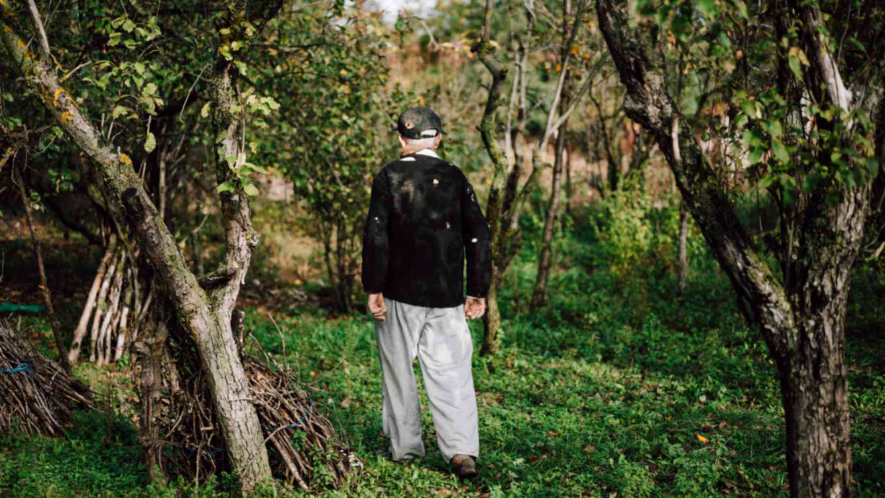Elderly man walking through a green orchard