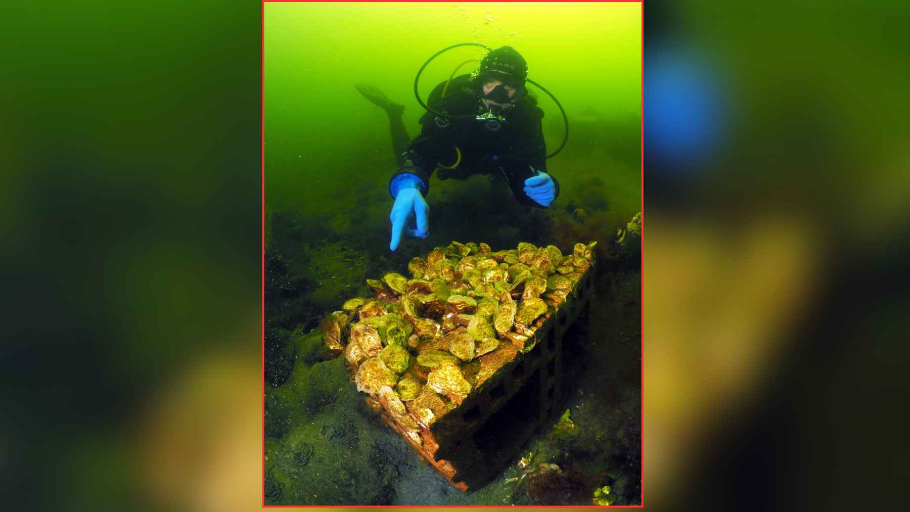 Diver inspecting European native oysters during an underwater reef restoration project.