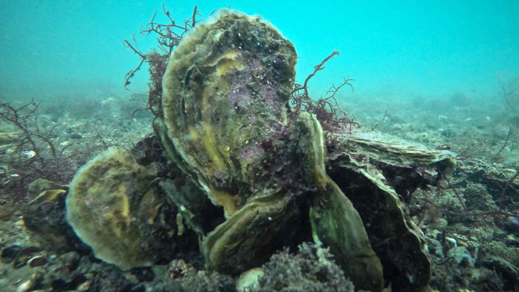 European native oysters growing together on the seabed in an underwater reef habitat.