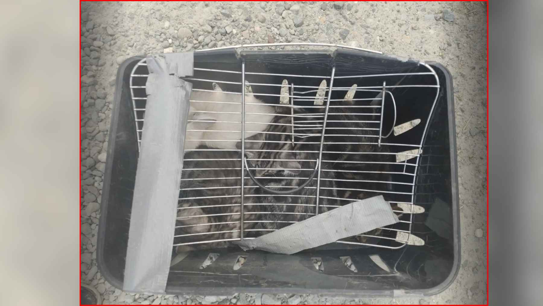 Four kittens found confined inside a taped grocery basket outside a BC SPCA shelter.