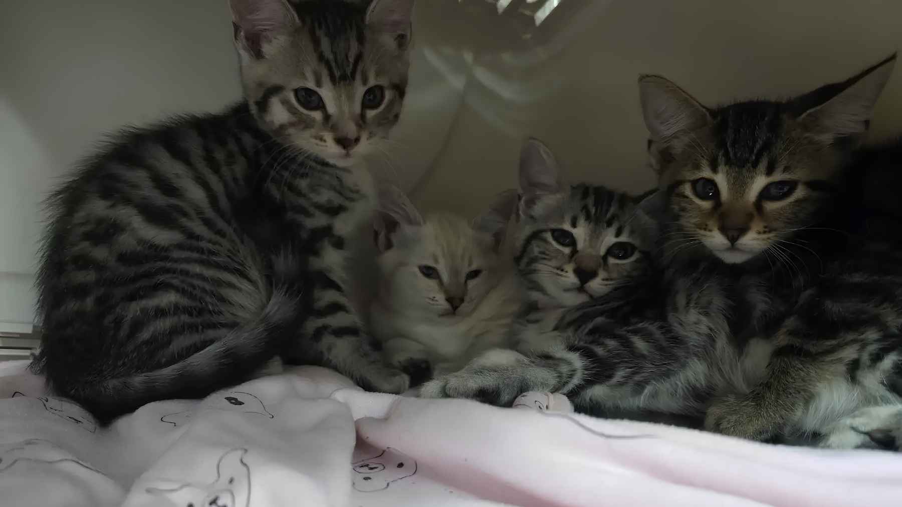 Four rescued kittens resting together after being taken into care by the BC SPCA.