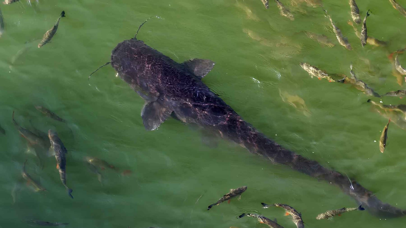Large Wels catfish swimming in the waters near the Chernobyl Nuclear Power Plant.