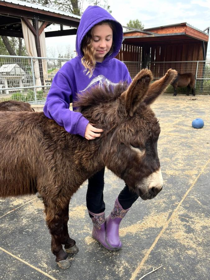 A child scratching the neck of Memphis, a miniature donkey