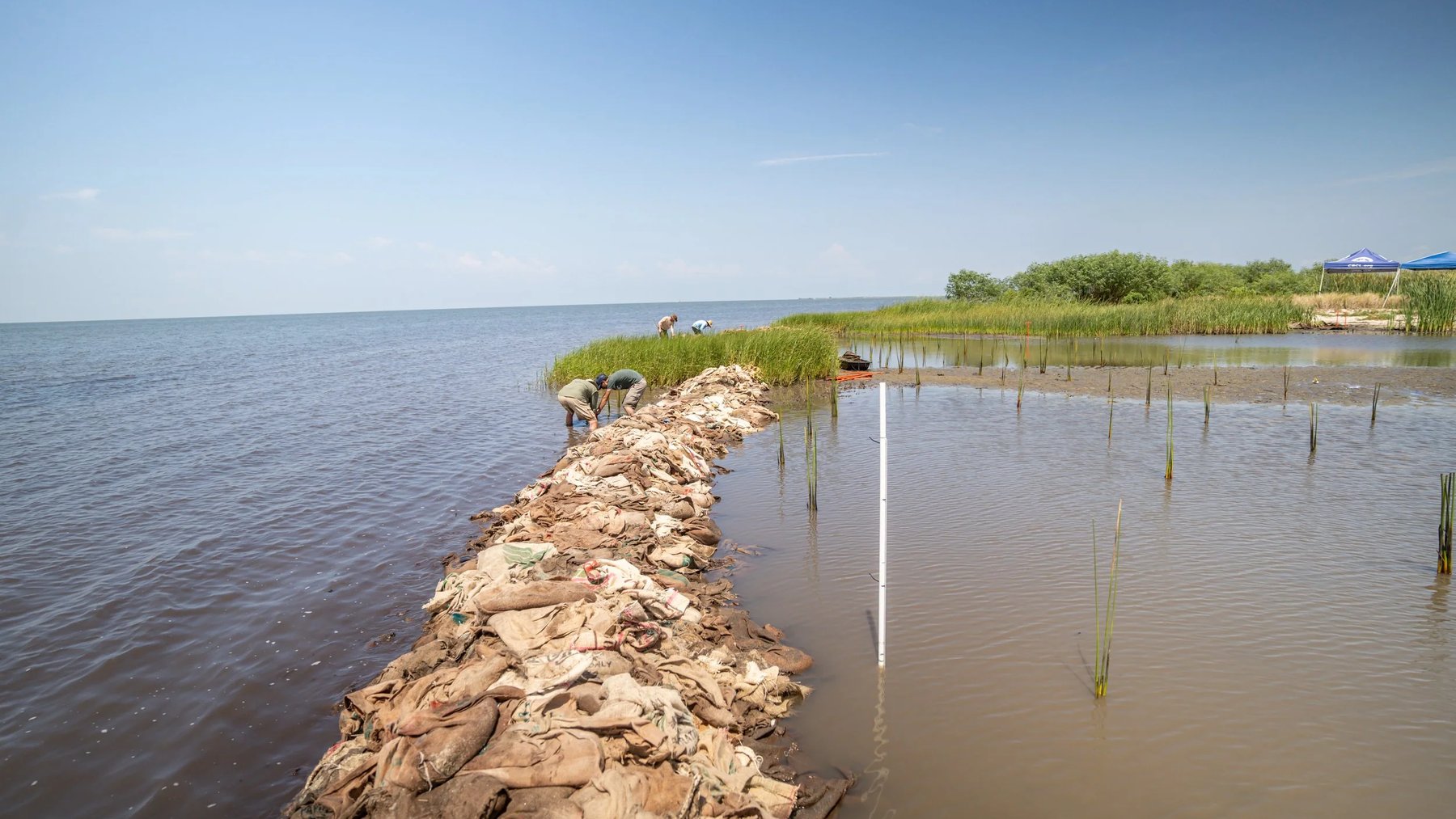 A line of sandbags filled with recycled glass sand forming a new shoreline along a Louisiana marsh