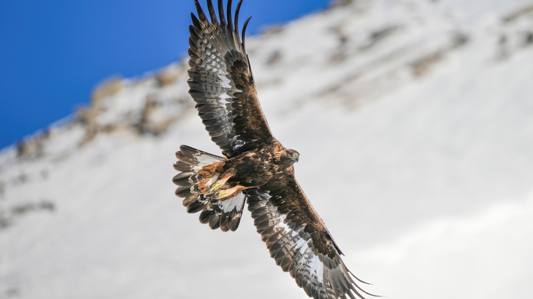 Golden eagle flying with its wings fully spread