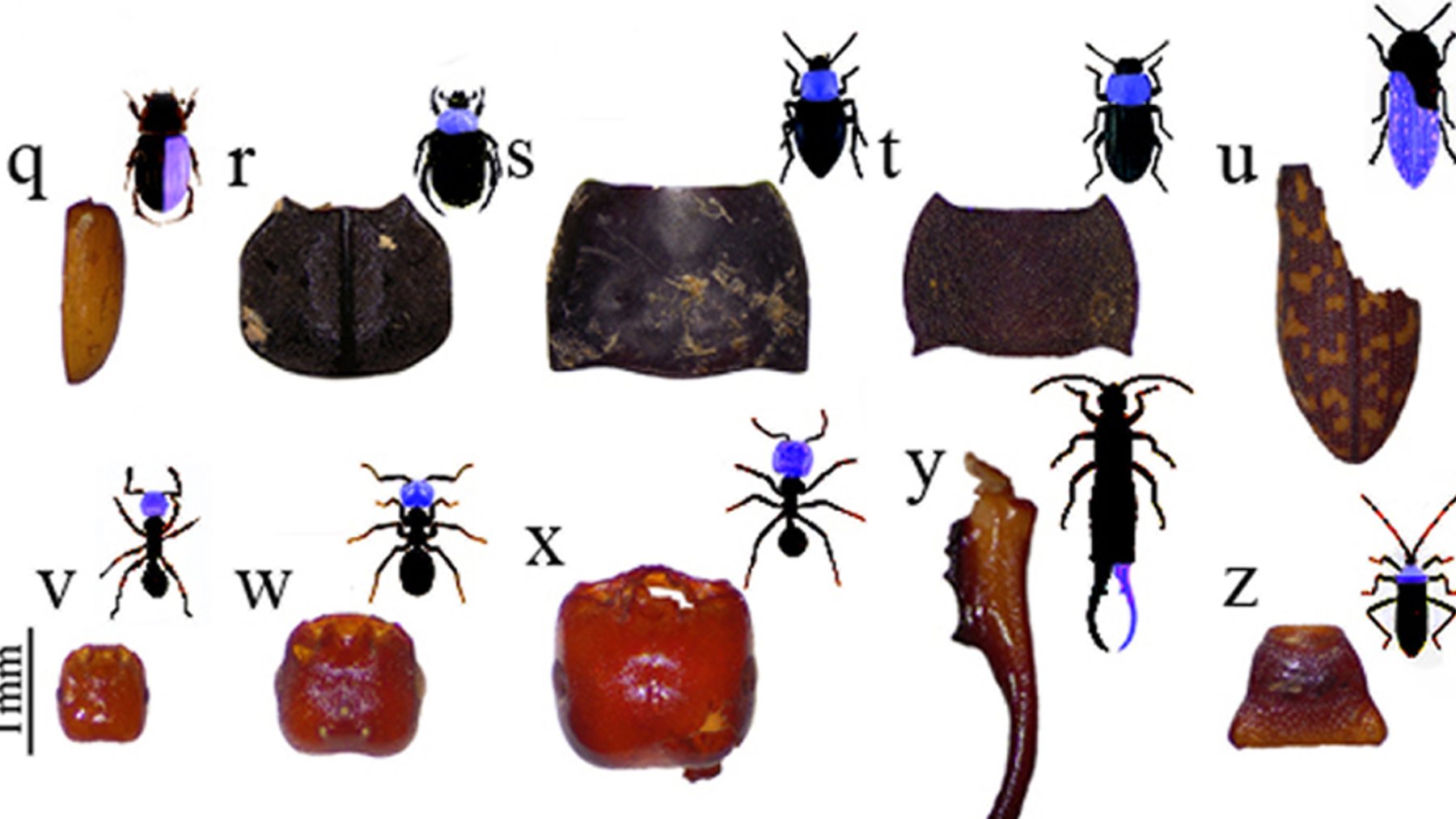 Insect remains recovered from the Cruz de la Esquina cave