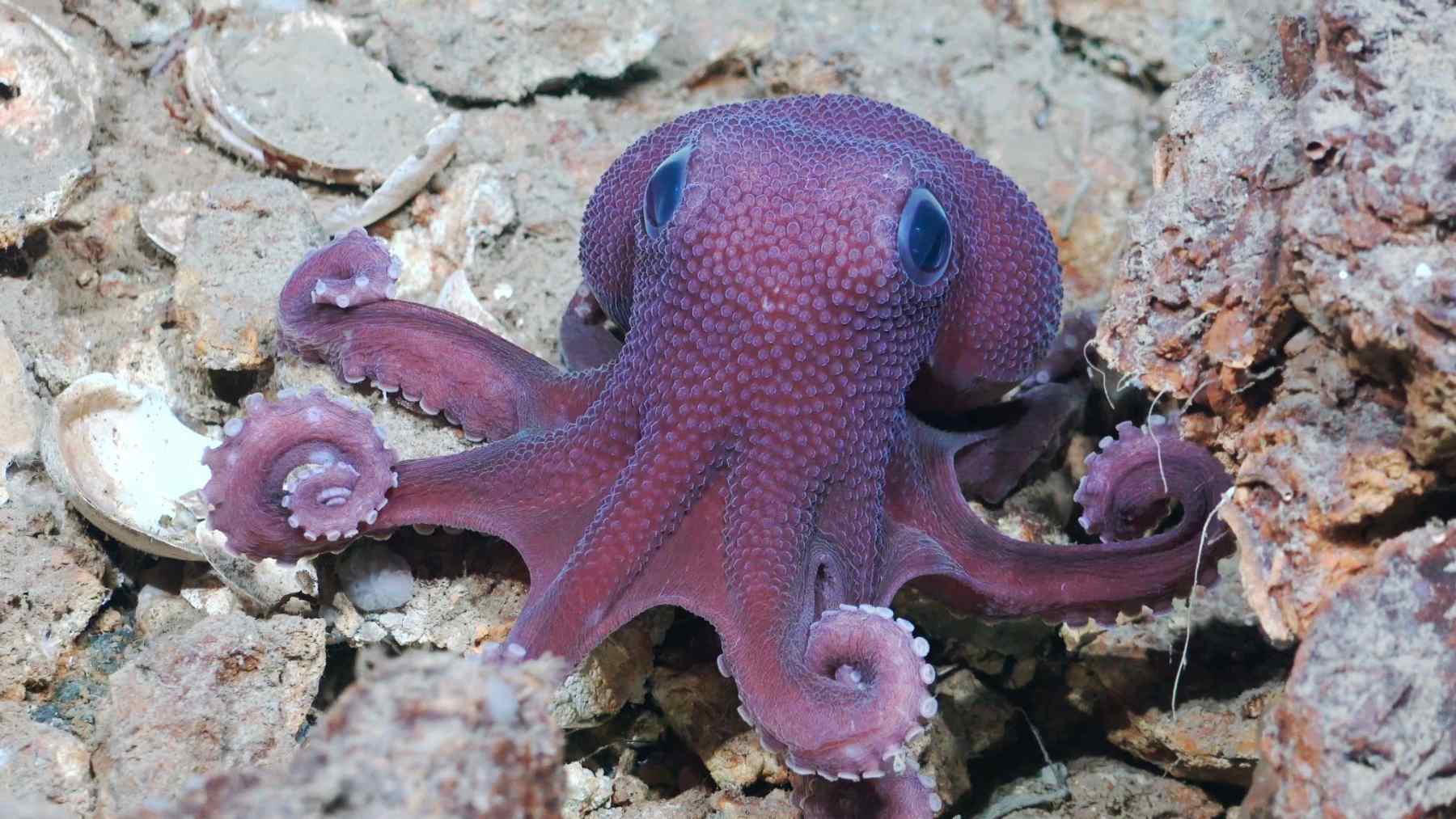Purple deep-sea octopus on the seafloor off Trinidad and Tobago