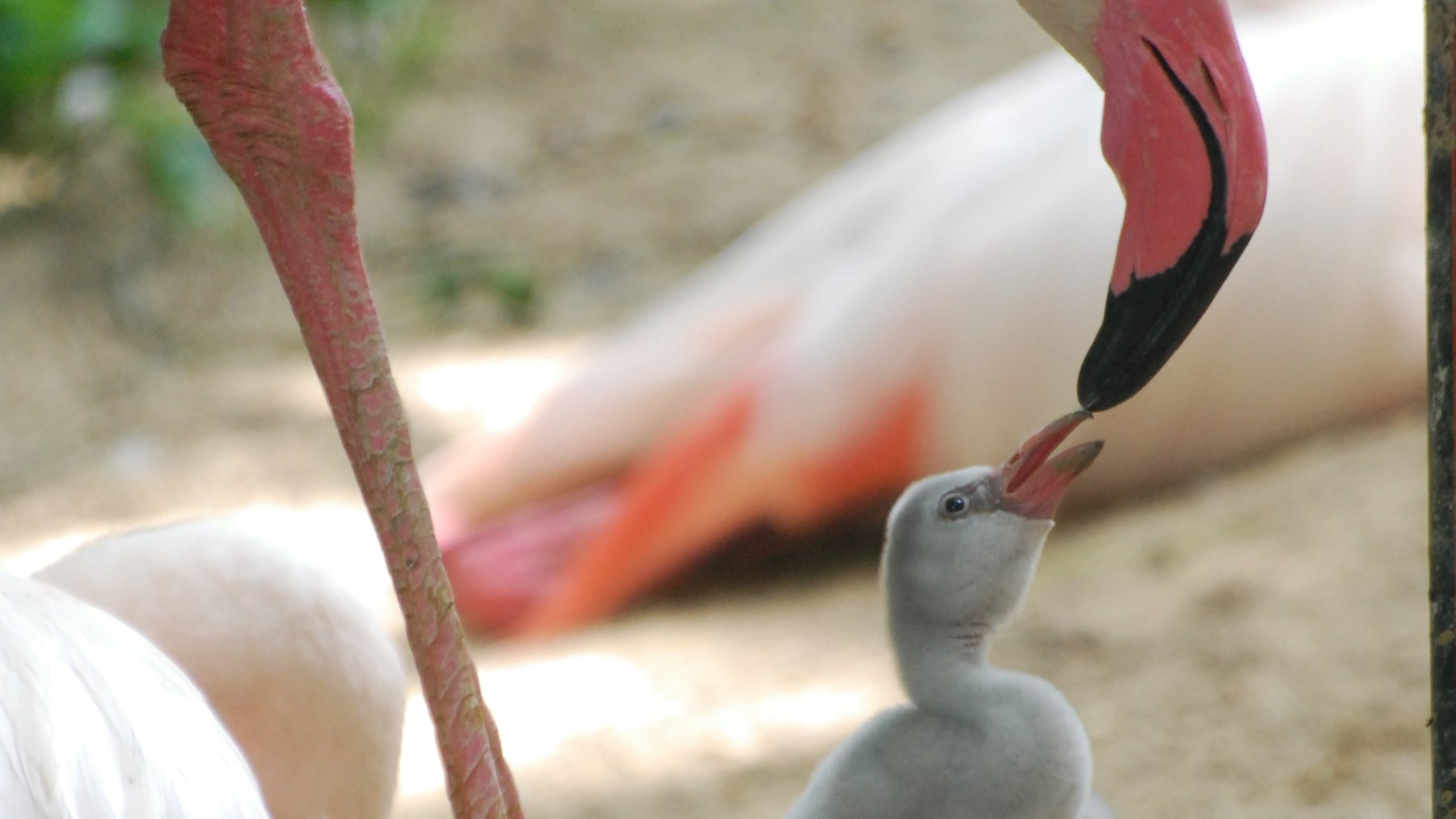 Adult greater flamingo feeding a grey fluffy chick with crop milk