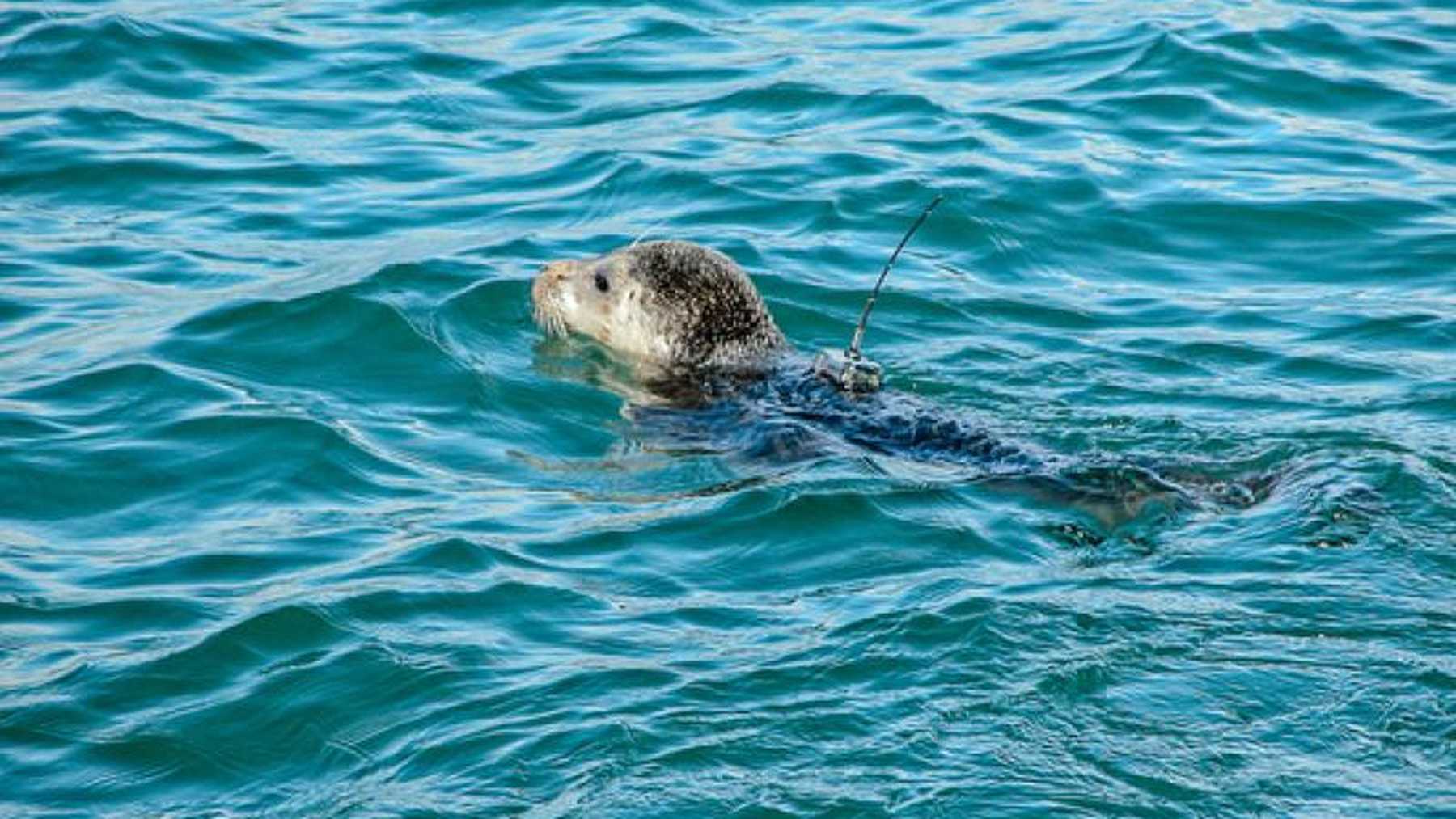 A harbor seal with a satellite tag swims at the surface.