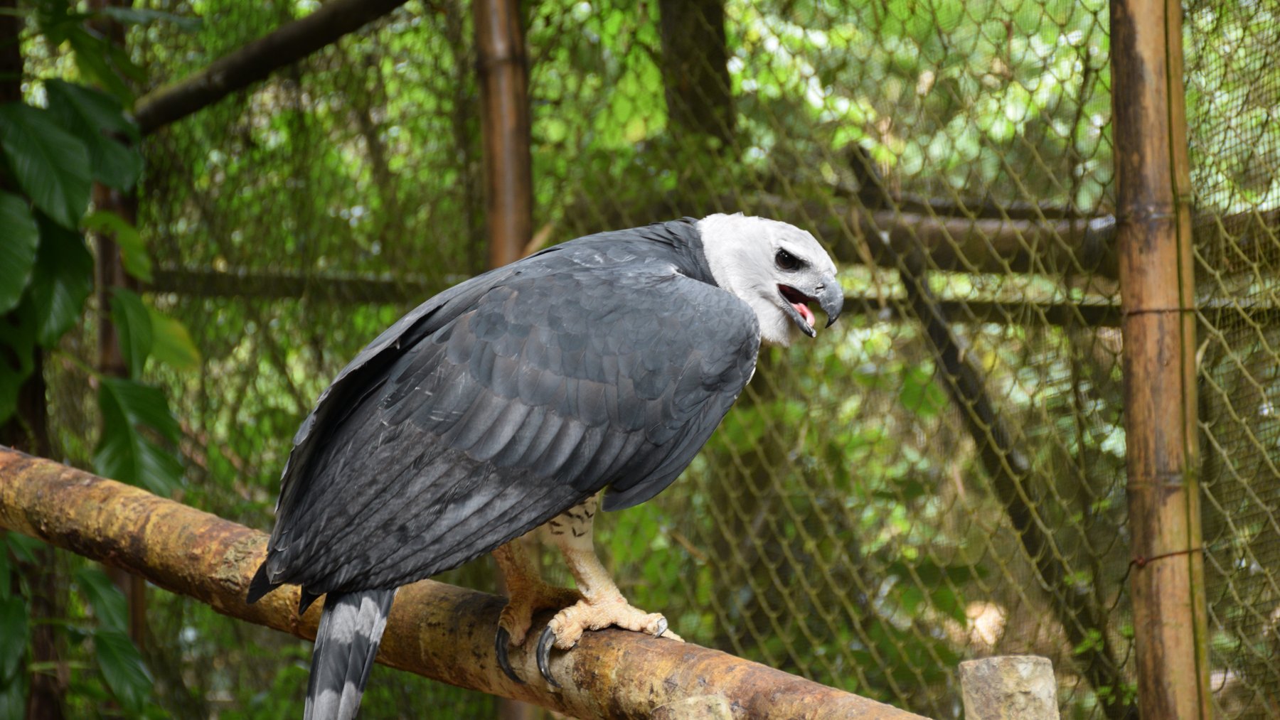 A harpy eagle perched with its powerful talons visible, the largest eagle species found in Central and South American rainforests.