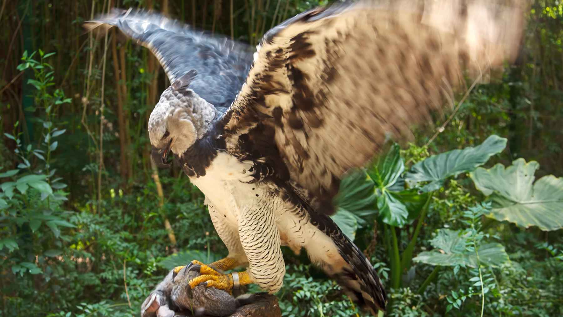 Harpy eagle gripping prey with its large talons in a forest setting.