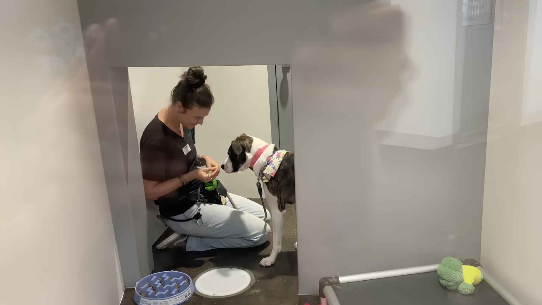 Haze interacting with a staff member during her stay at the San Diego Humane Society.