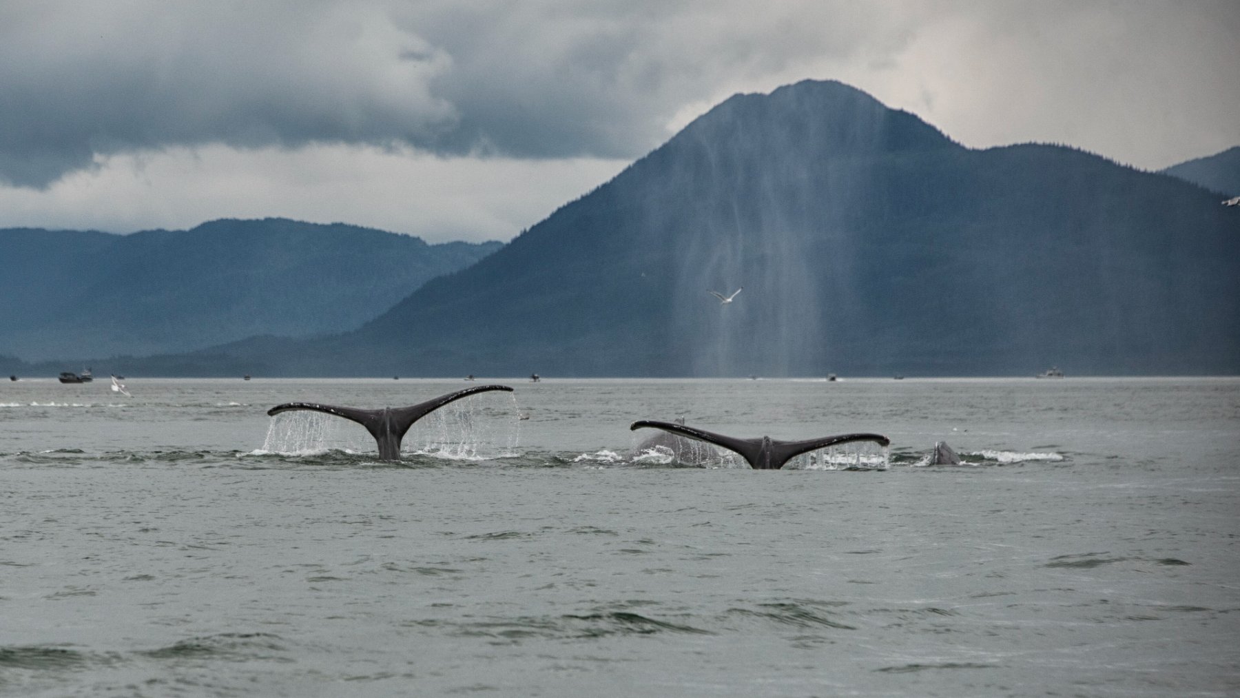 Tail flukes of a humpback whale diving below the ocean surface