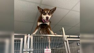 Brown and white husky standing on top of a shelter kennel at Richmond Animal Care and Control