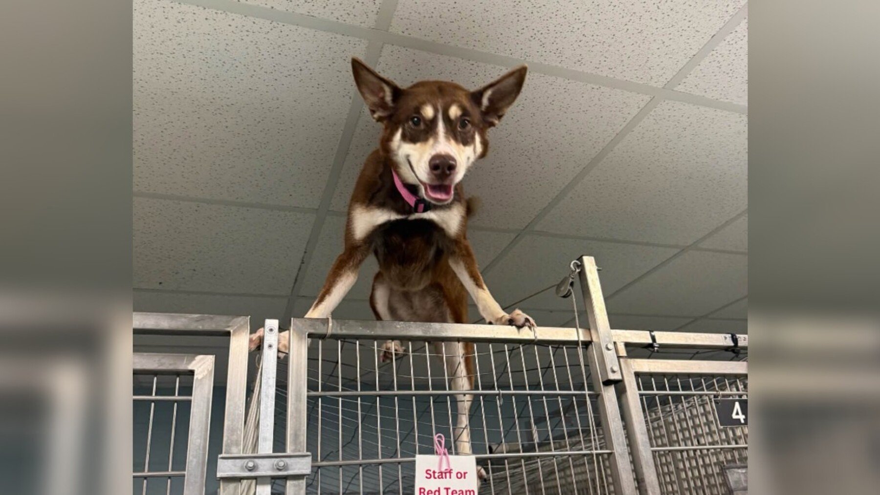 Brown and white husky standing on top of a shelter kennel at Richmond Animal Care and Control