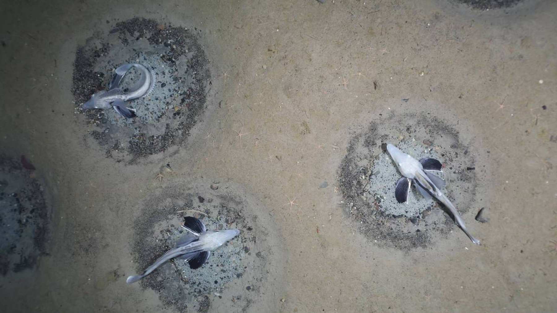 Circular icefish nests on the muddy seabed of the Weddell Sea, with adult fish guarding their eggs