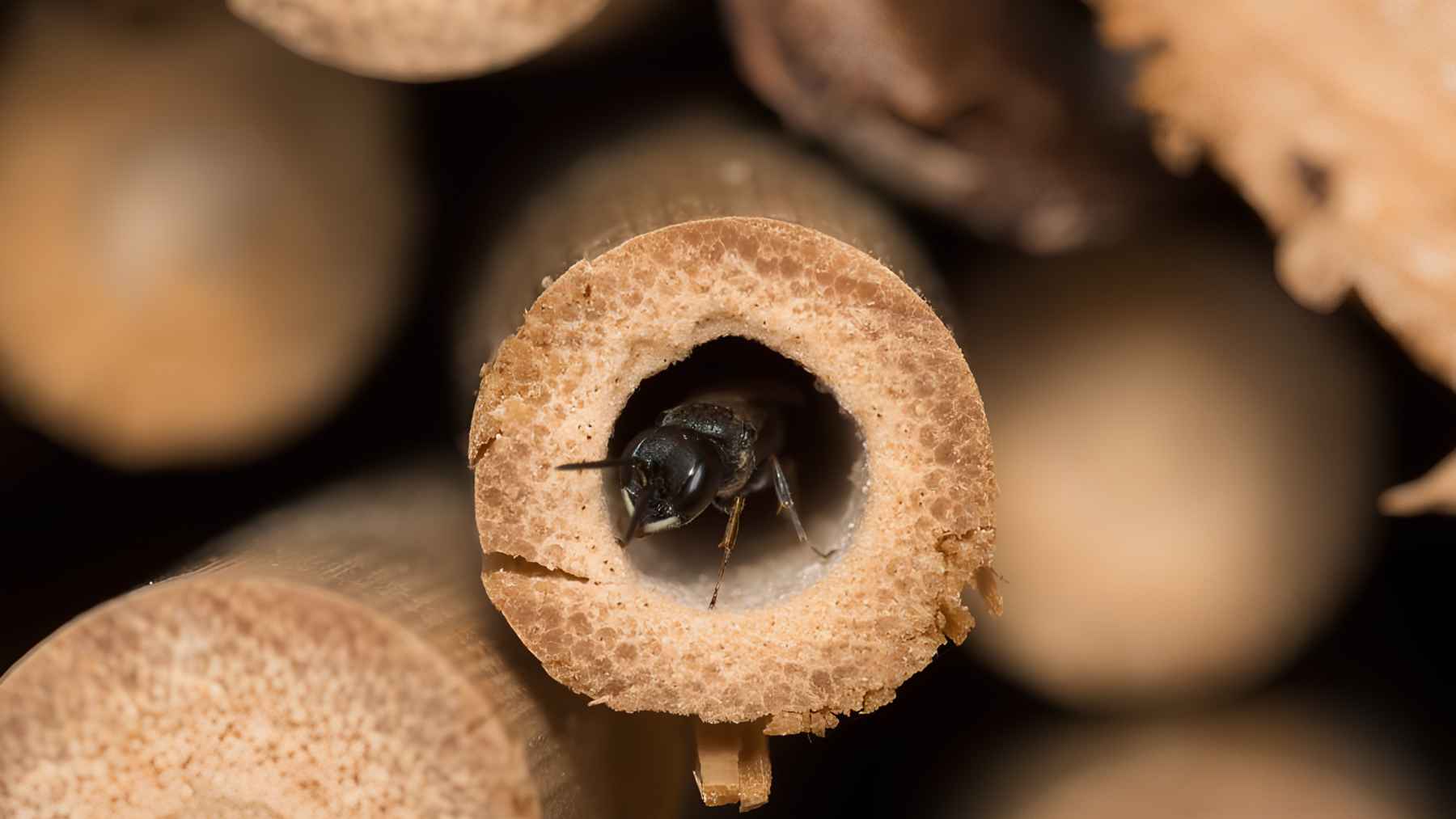Solitary insect looking out from a hollow nesting tube in a bee hotel.