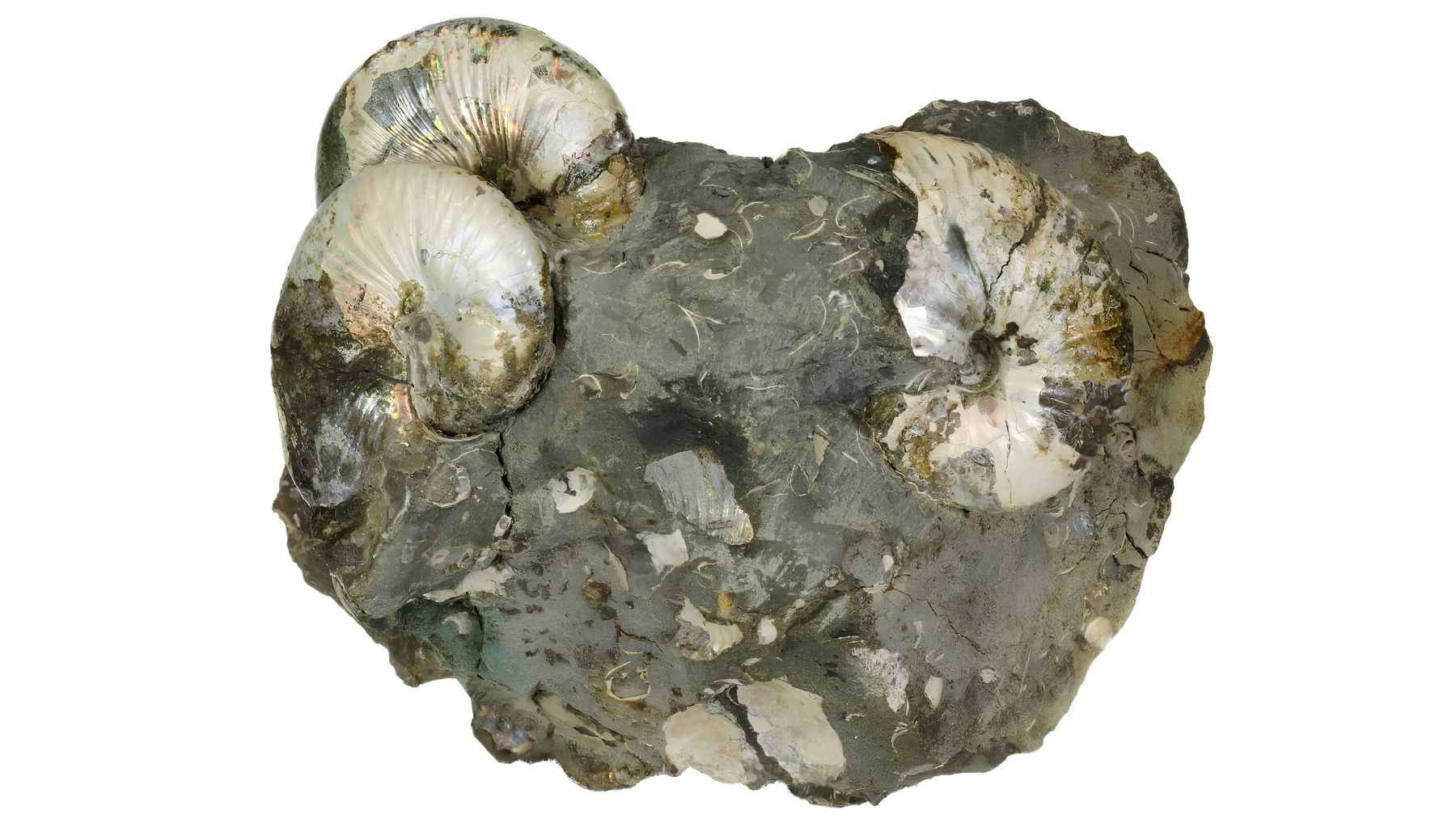 Iridescent ammonite fossils from South Dakota dating back about 69 to 72 million years.