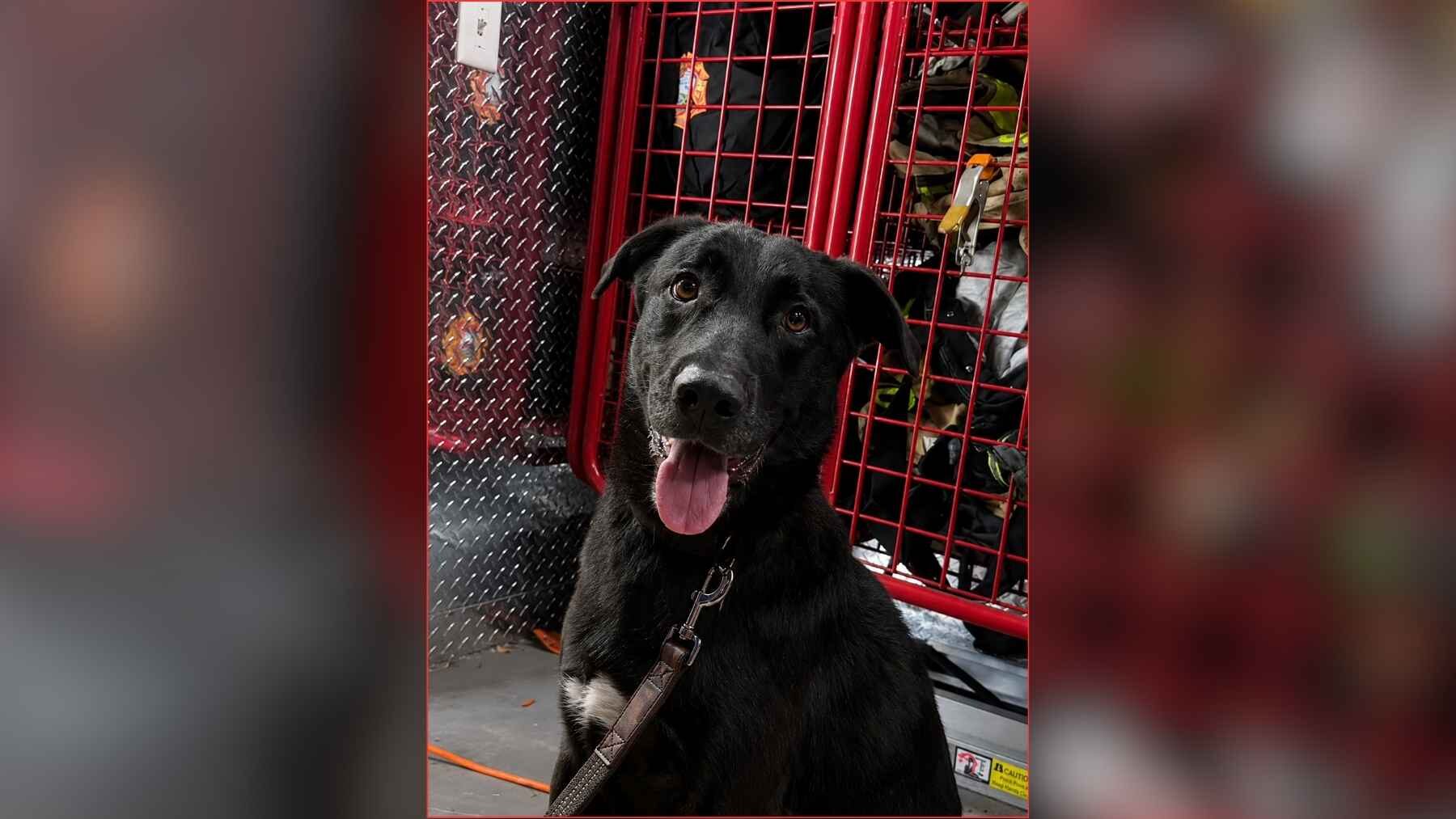 Jack, the black dog rescued from a dumpster by Miami-Dade Fire Rescue's Engine 48.