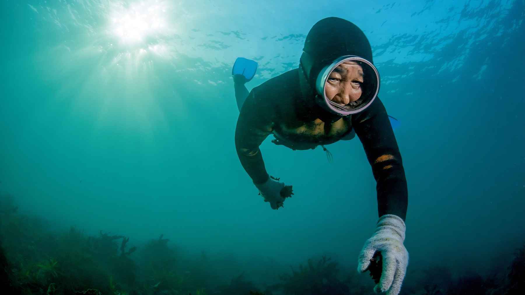 Older haenyeo woman freediving underwater off Jeju Island without an air tank.