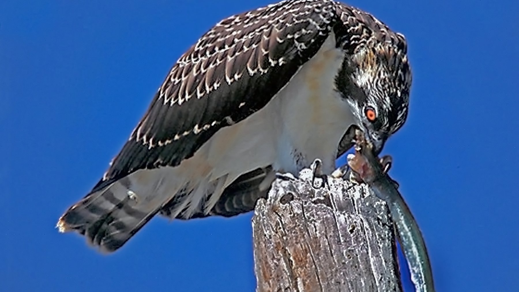 Juvenile osprey perched on a wooden post