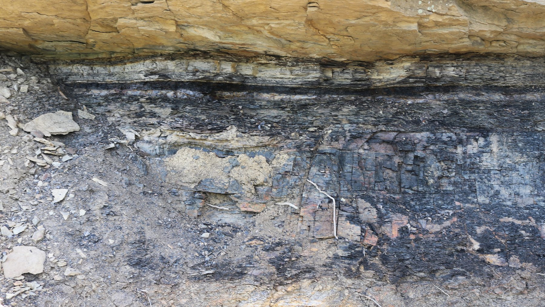 Thin dark Cretaceous-Paleogene boundary layer exposed beneath sandstone in a rock outcrop, with a rock hammer for scale