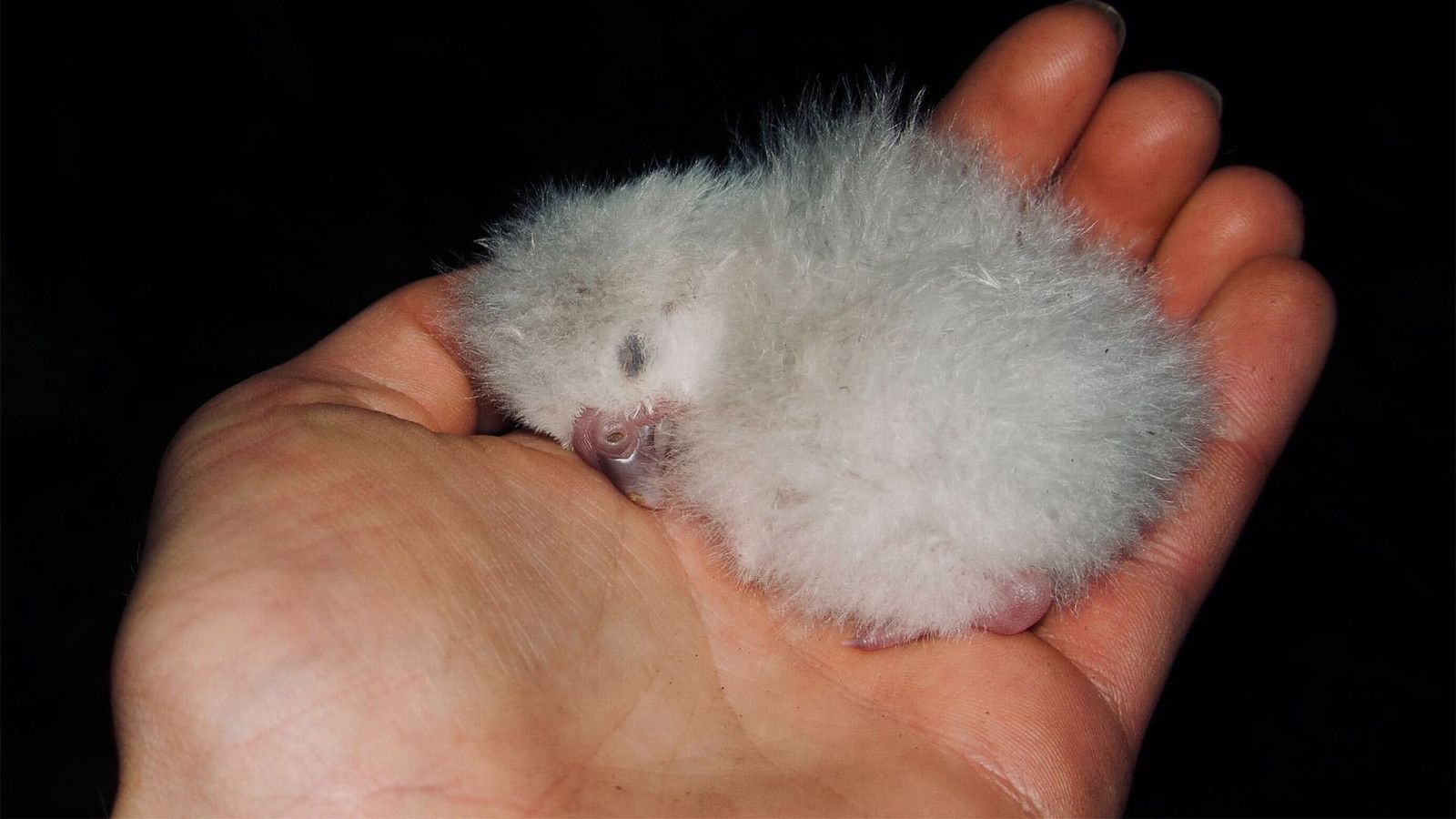 A kākāpō chick held in a person’s hands
