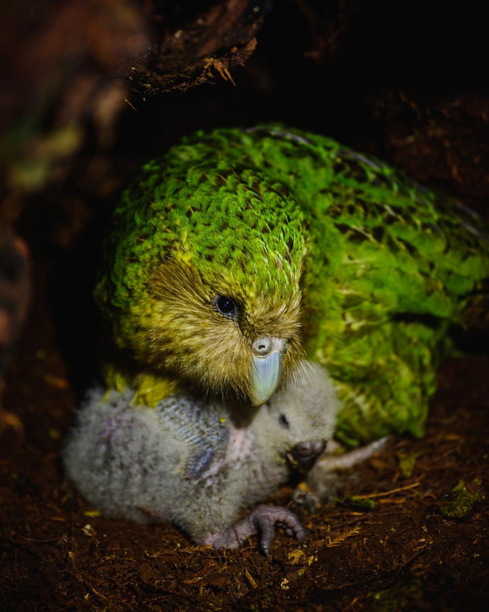 A kākāpō mother and her chick in the forest