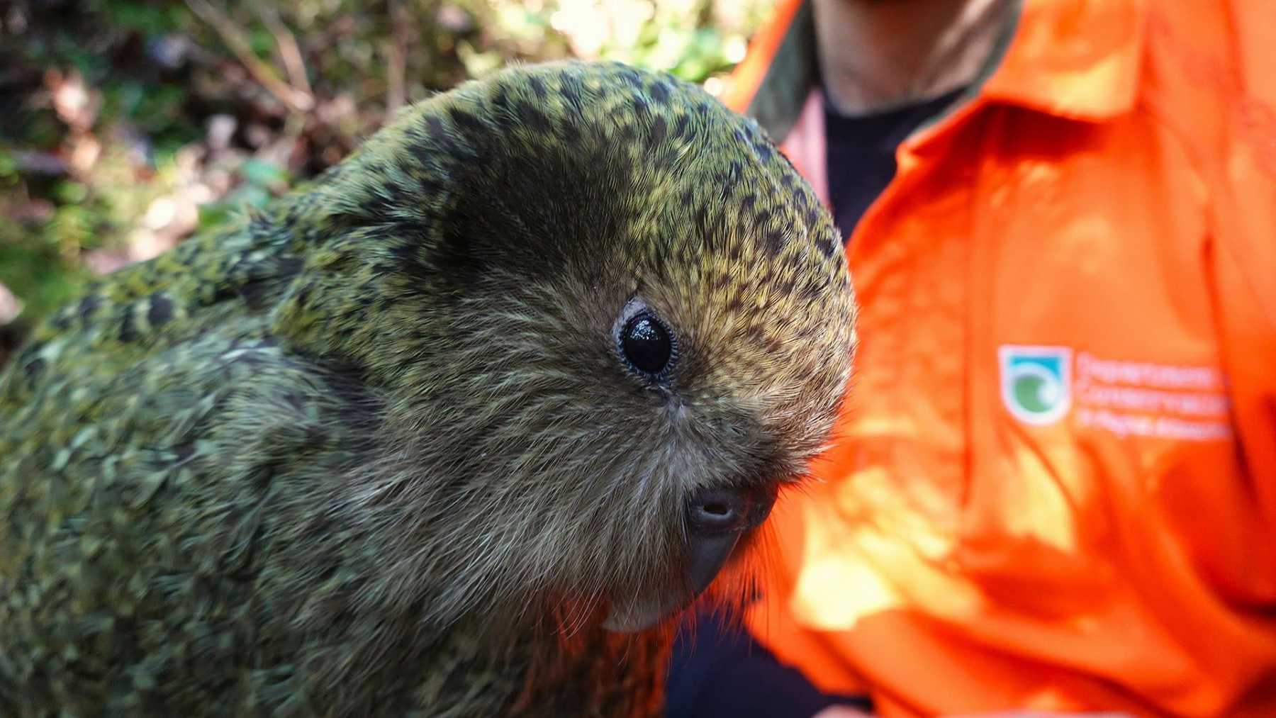 Close-up of a green kākāpō parrot held by a ranger