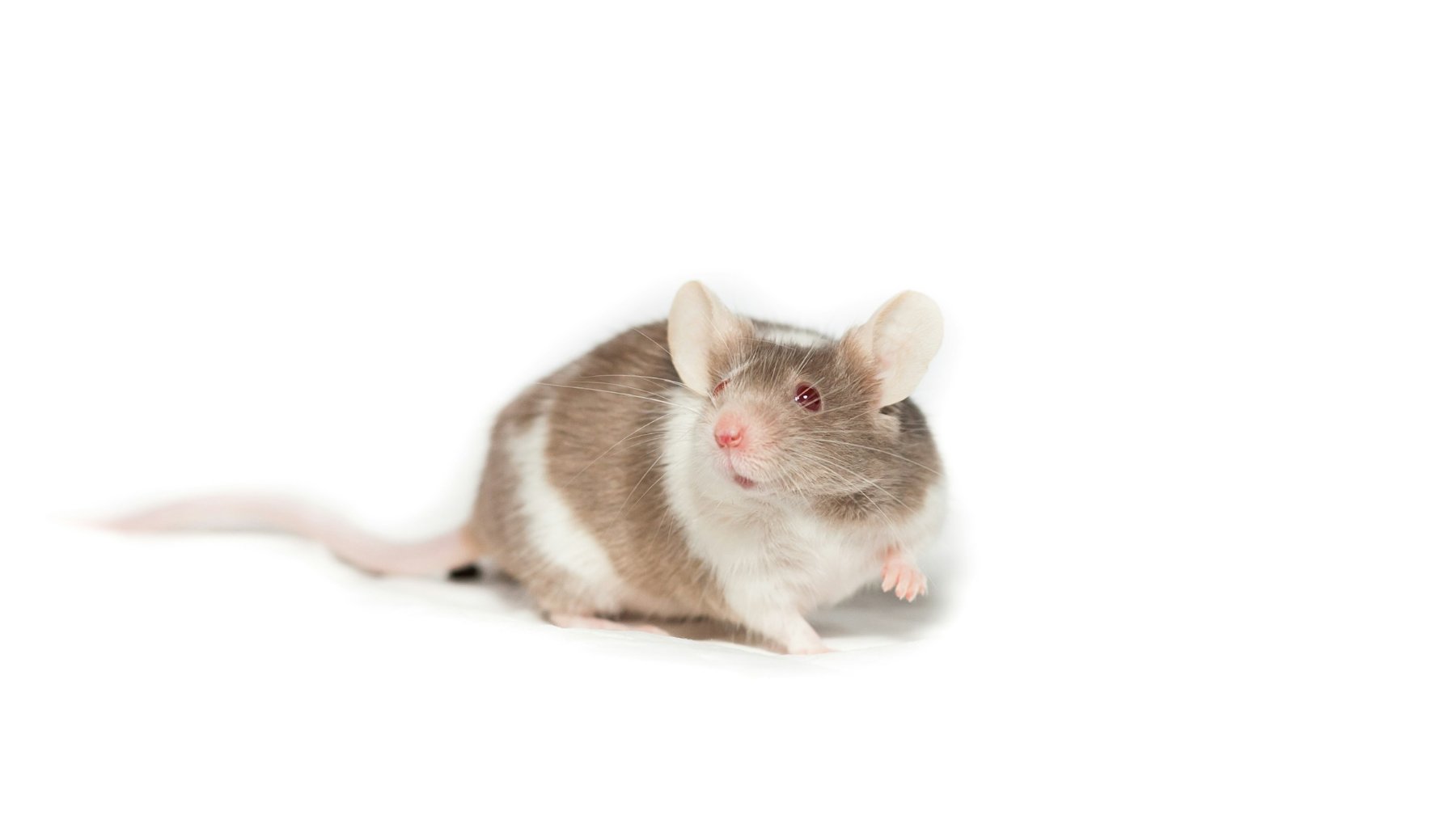 Brown and white mouse sitting on a white background