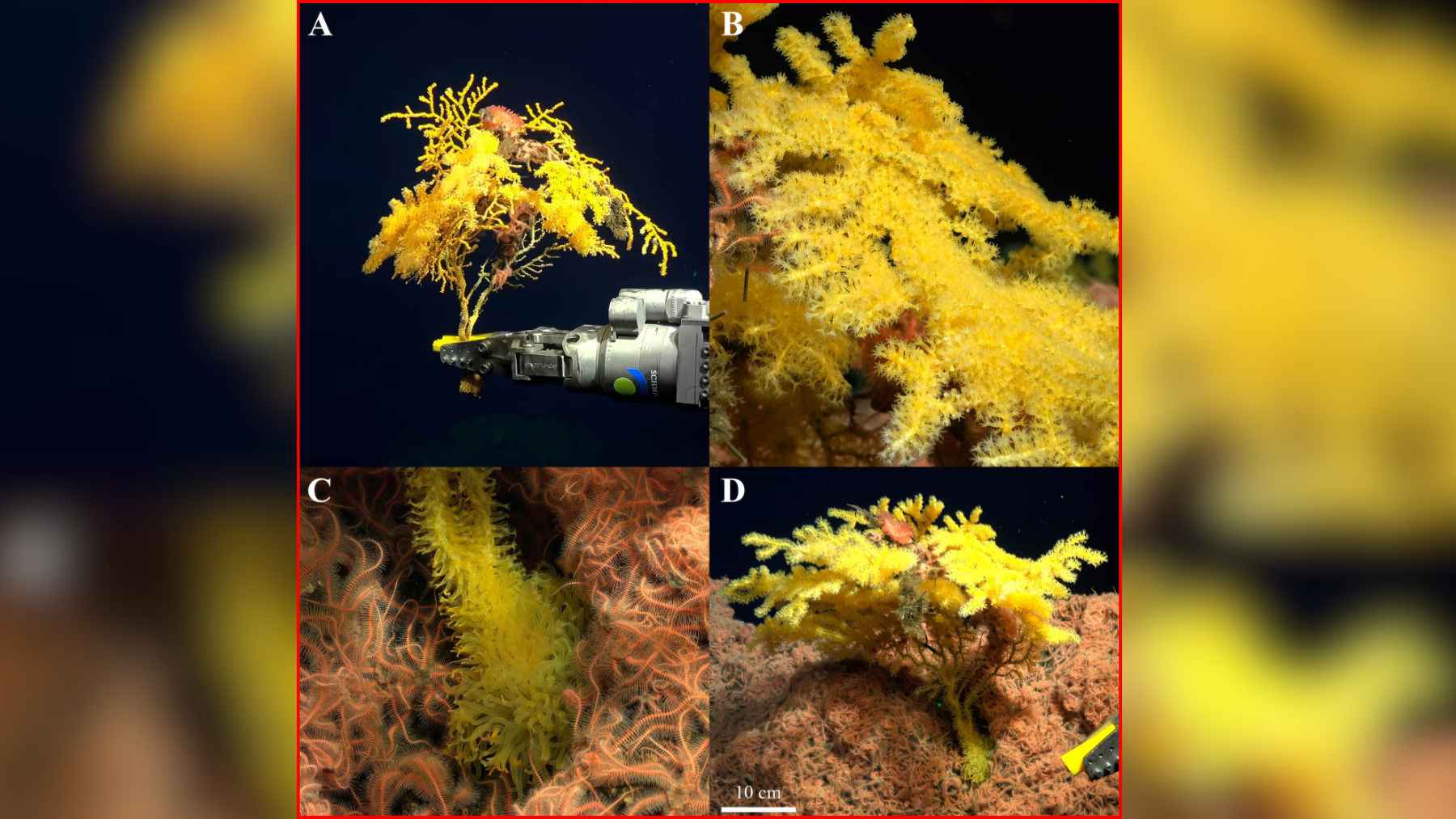 Laurinque elenya golden coral colonies and close-up views of their polyps in deep waters off Costa Rica.