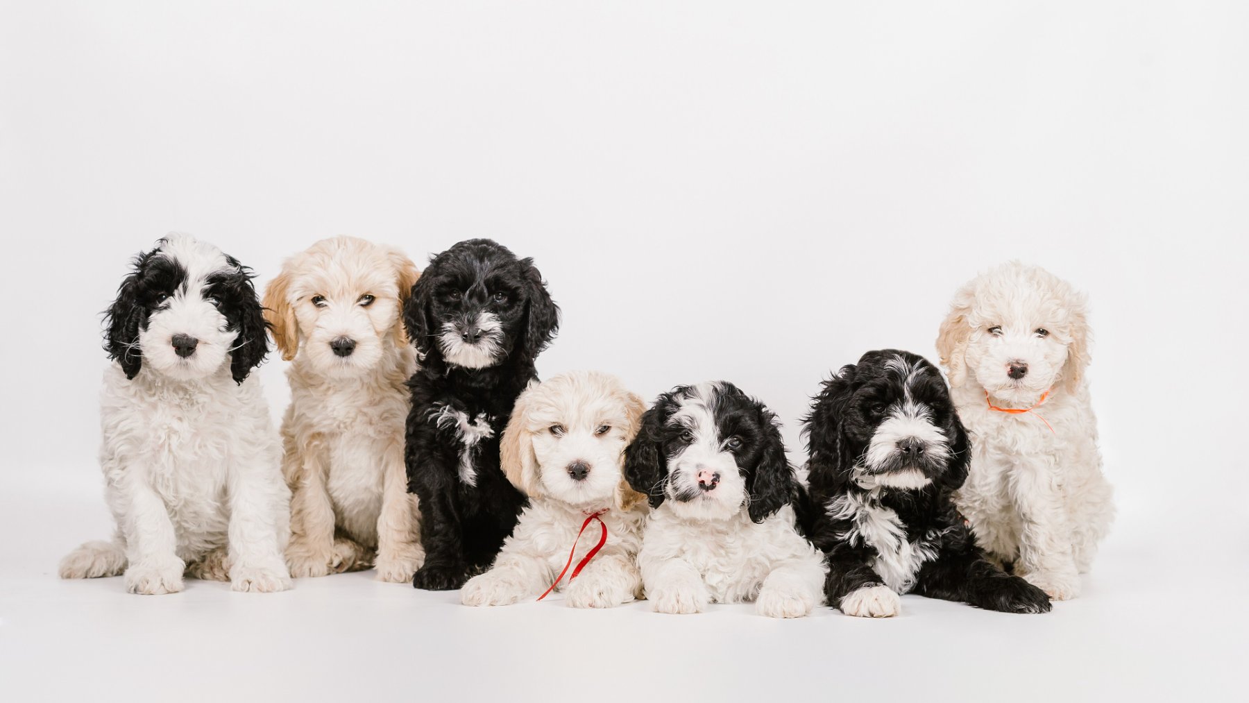 Litter of young puppies resting together on a blanket