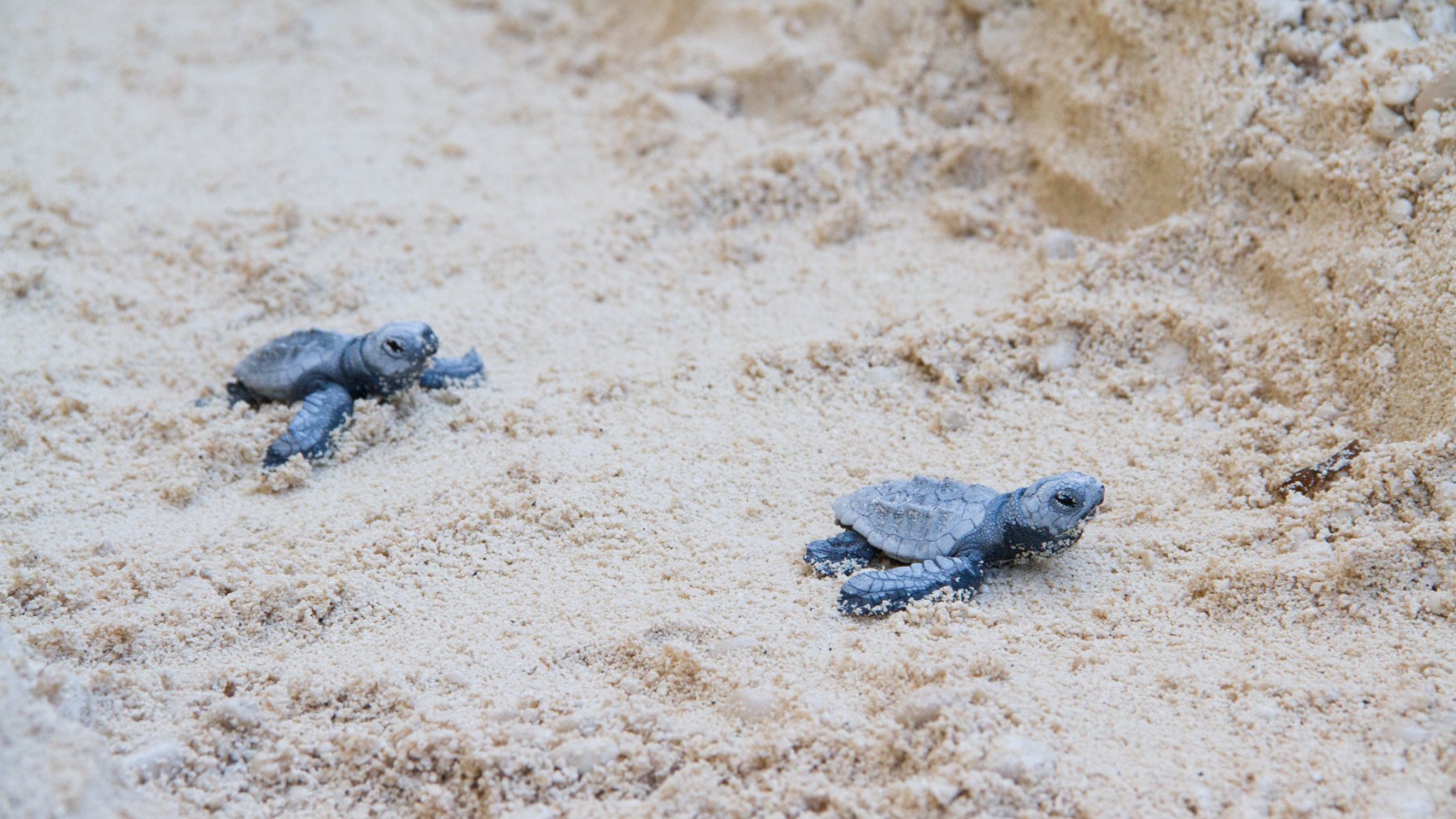 Loggerhead sea turtle hatchlings crawling across the sand