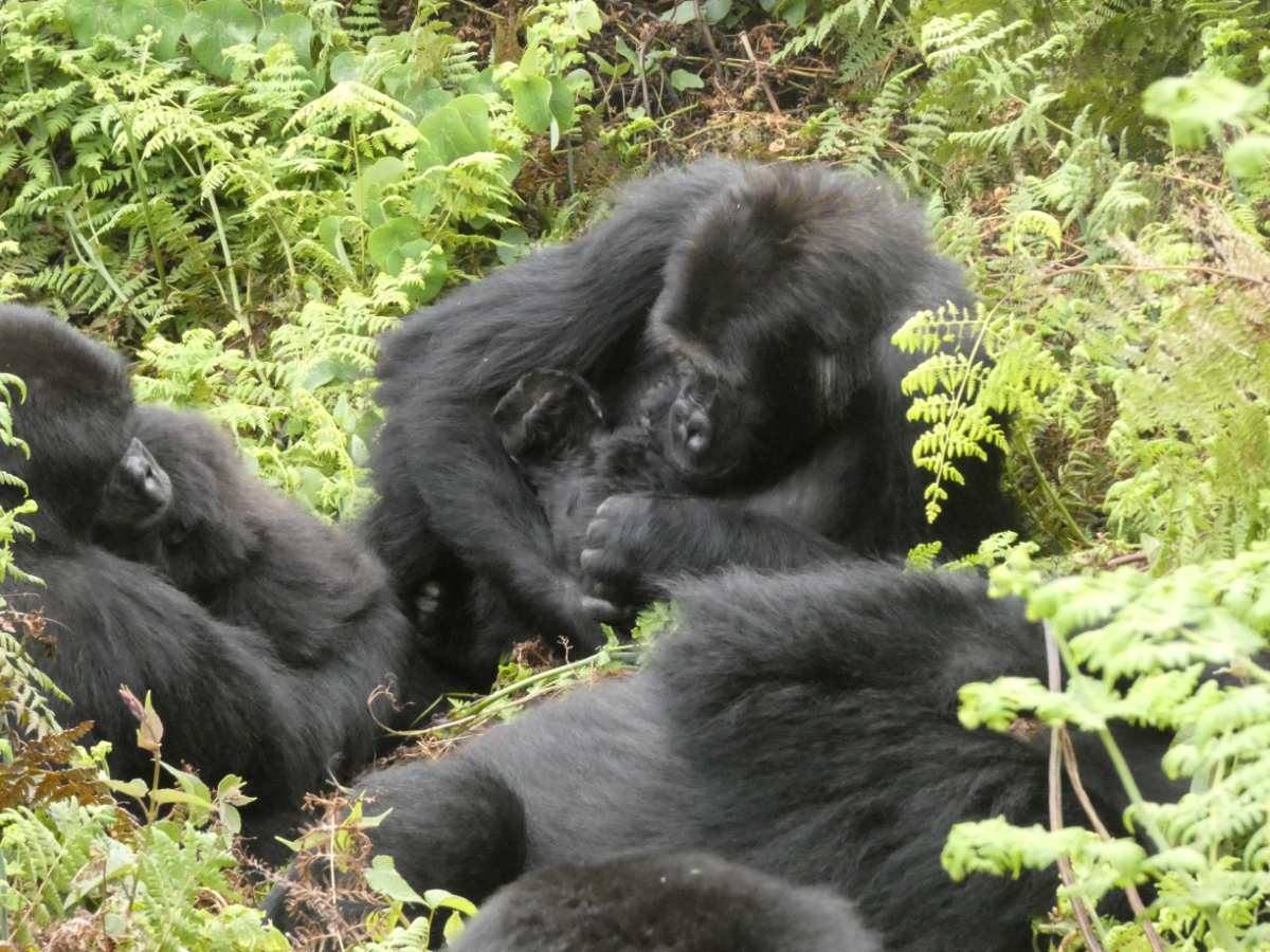 Lulingu the gorilla holding her newborn with members of her group nearby