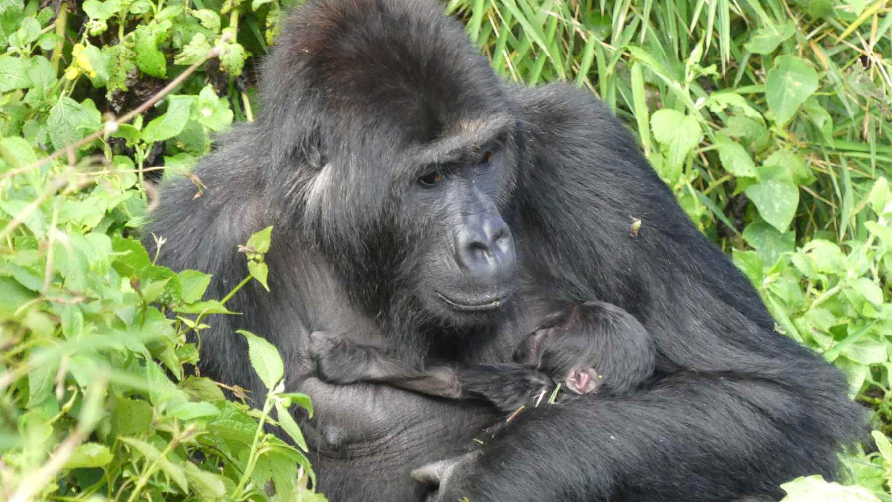 Grauer's gorilla mother holding her infant in the forest