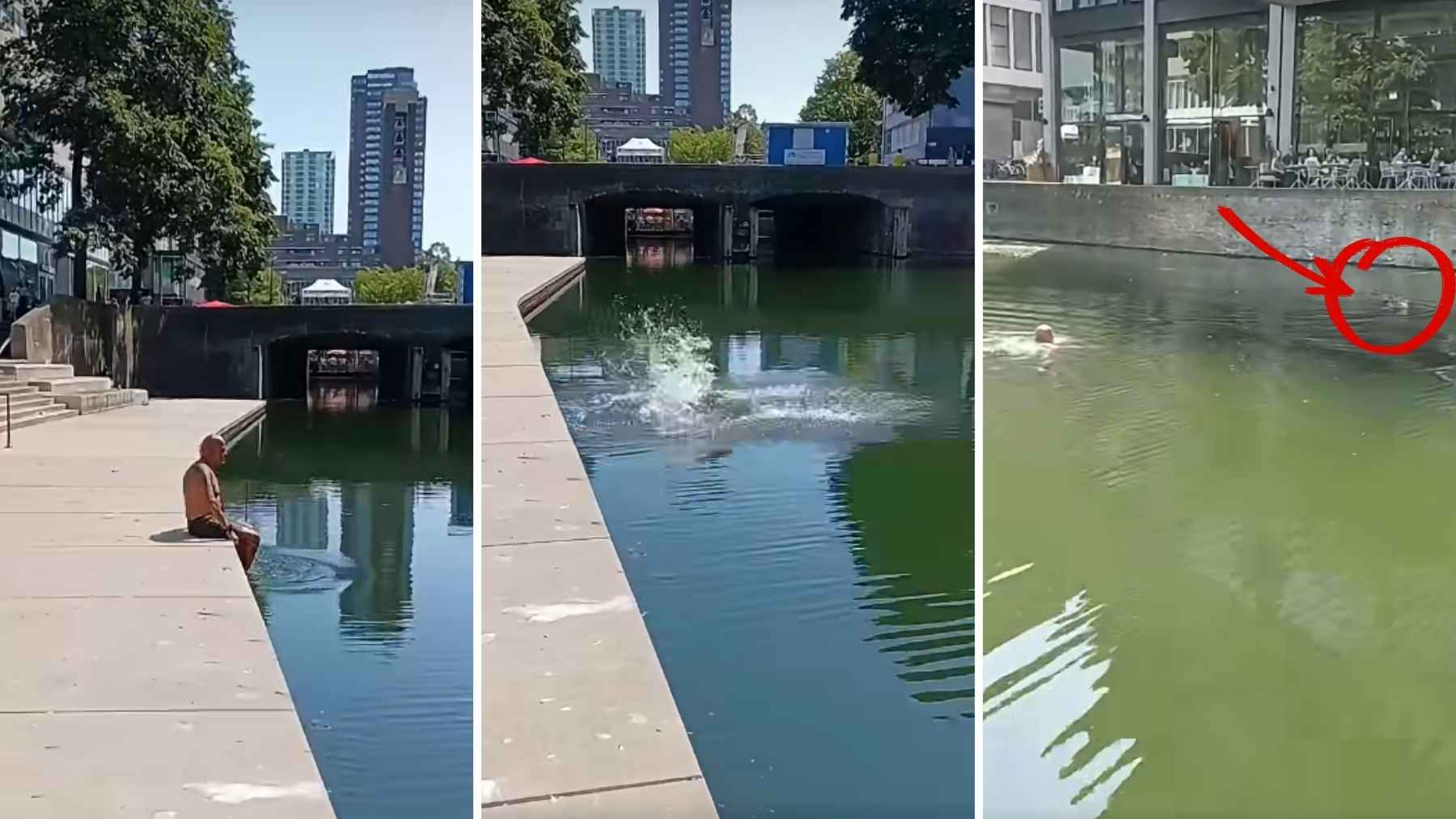 Video frames showing a man entering a Dutch canal to rescue a gull trapped in a plastic bag