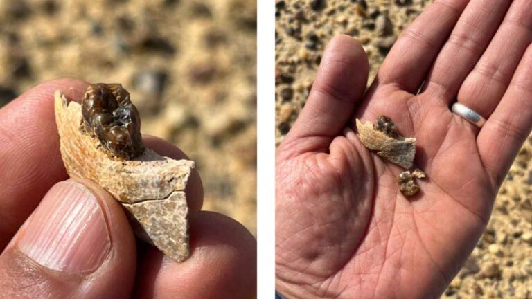 Hand holding fossil jaw and teeth of Masripithecus moghraensis found in Egypt