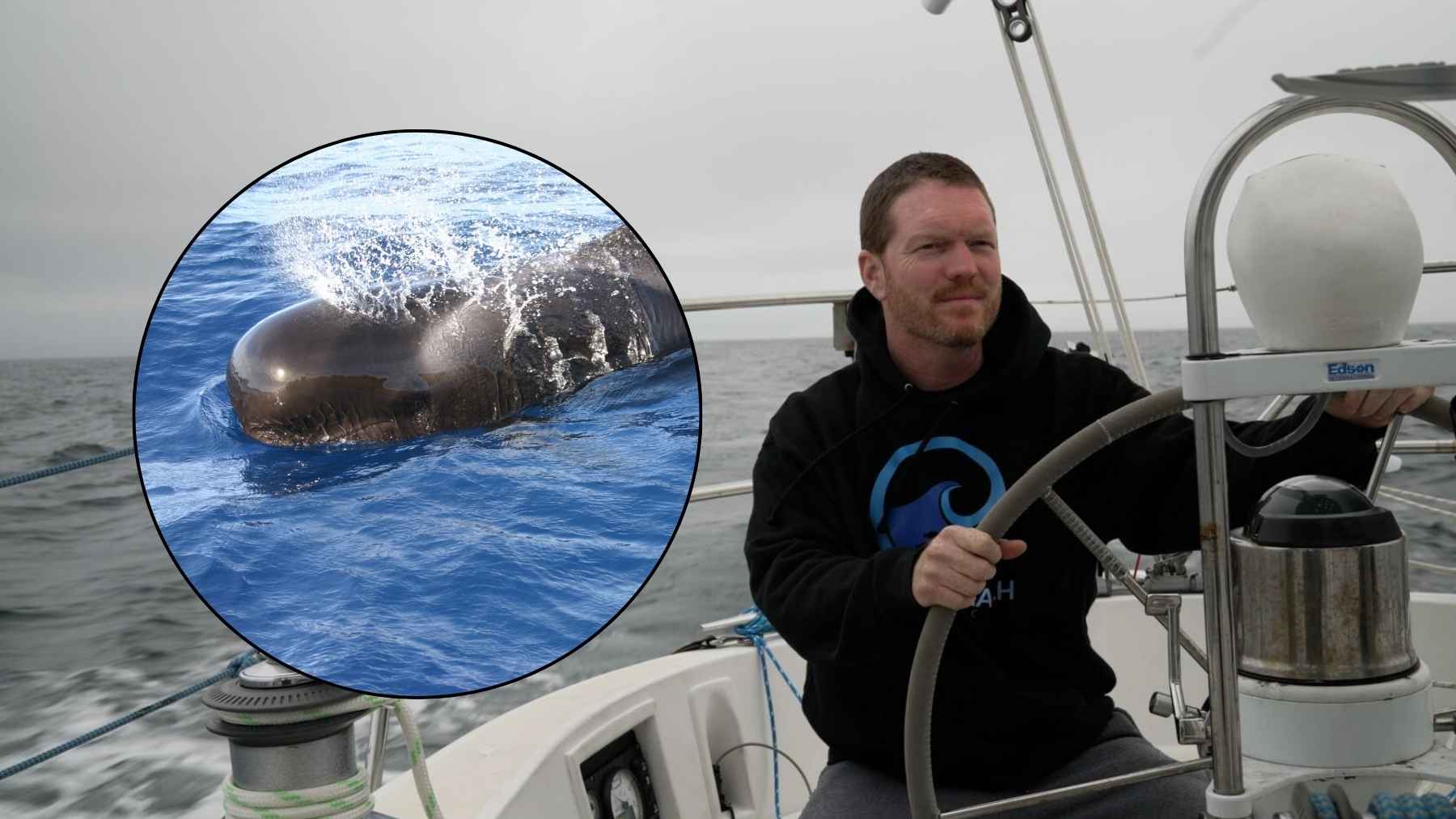Solo sailor Matt Rutherford at the helm with an inset image of a pilot whale.