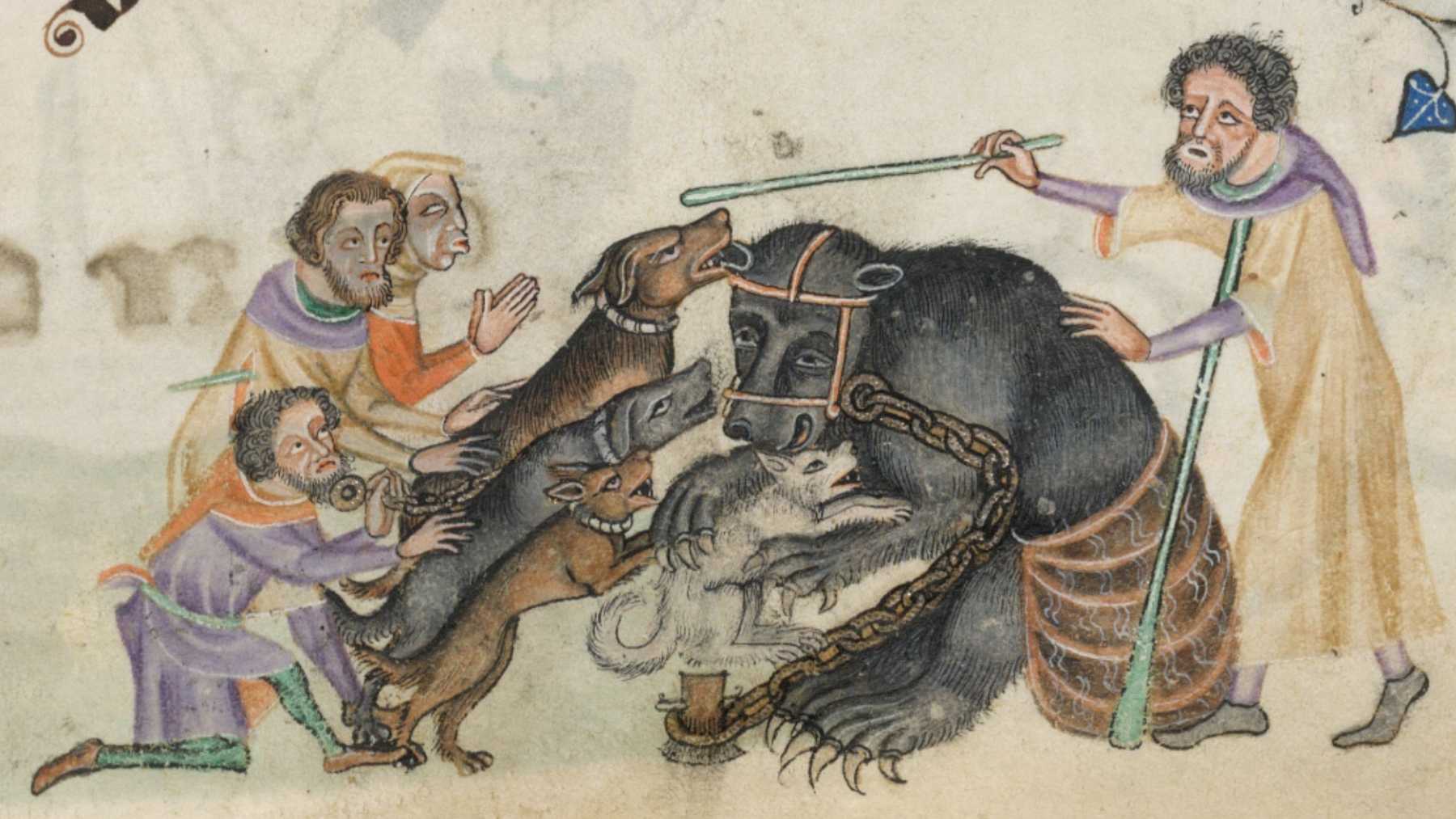Medieval illustration of dogs attacking a chained bear